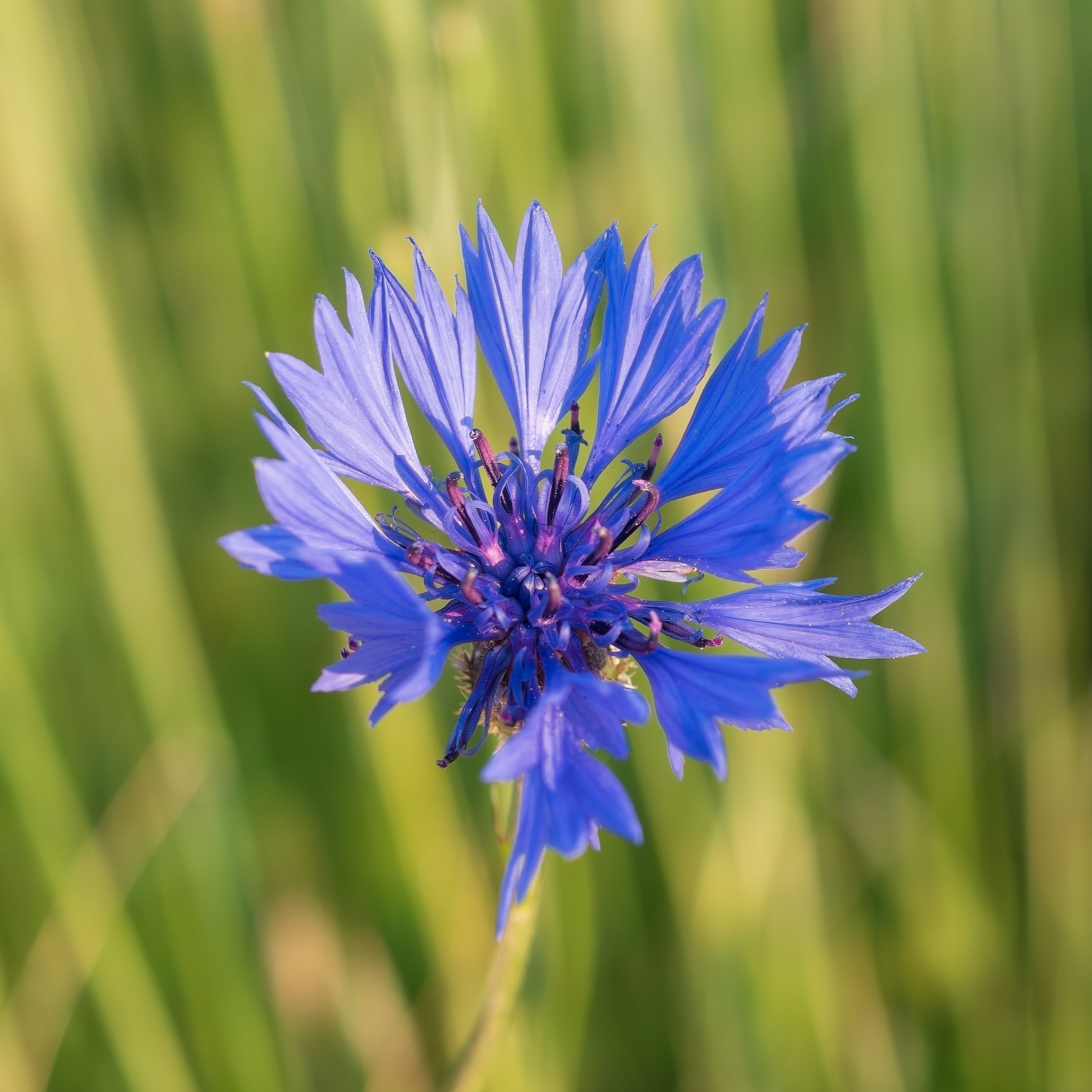 Cornflower