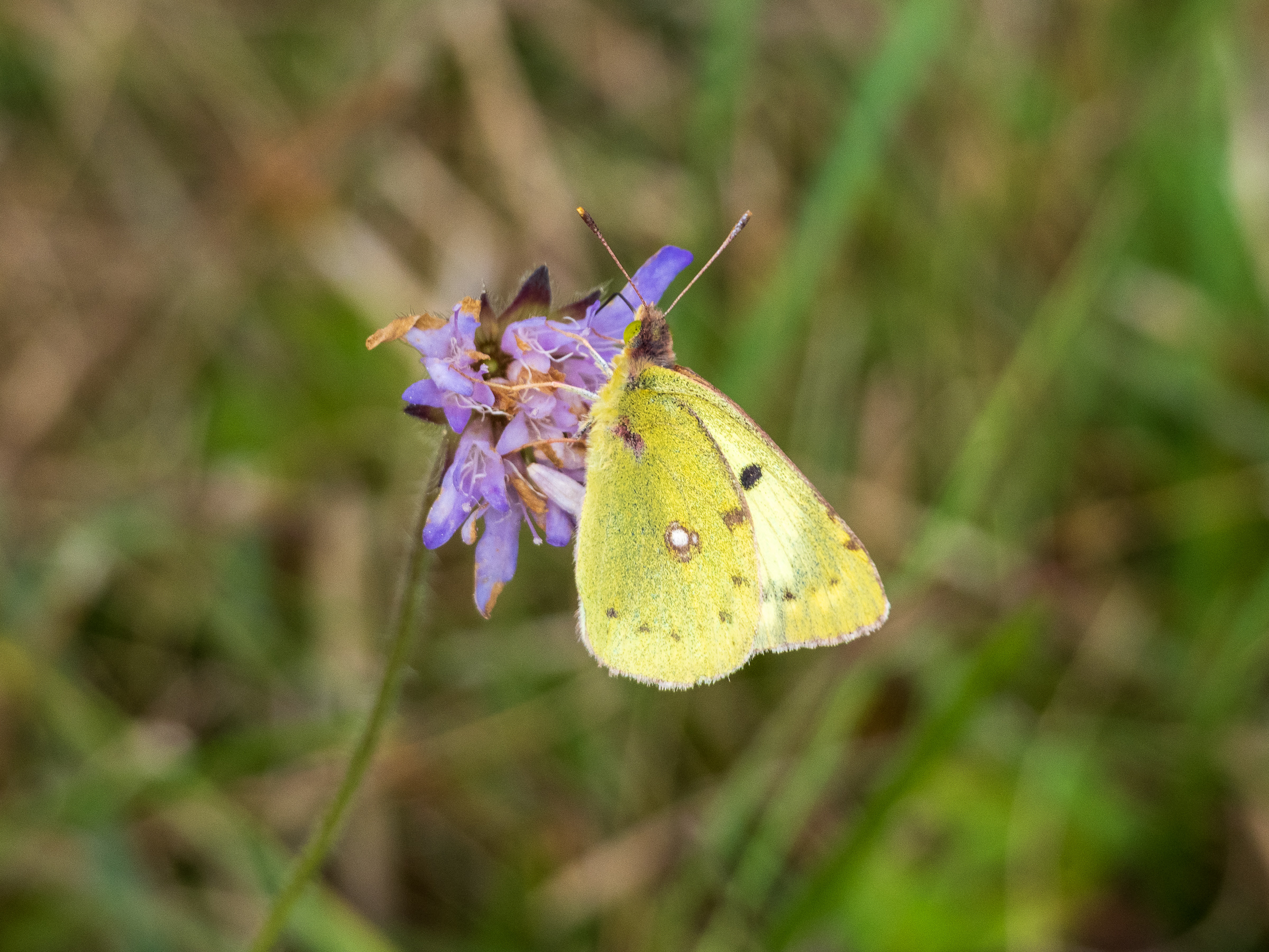 Pale Clouded Yellow - Colias hyale