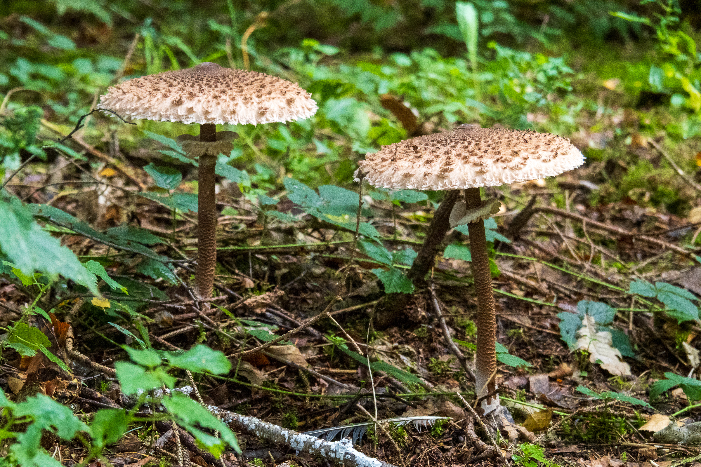 Macrolepiota procera