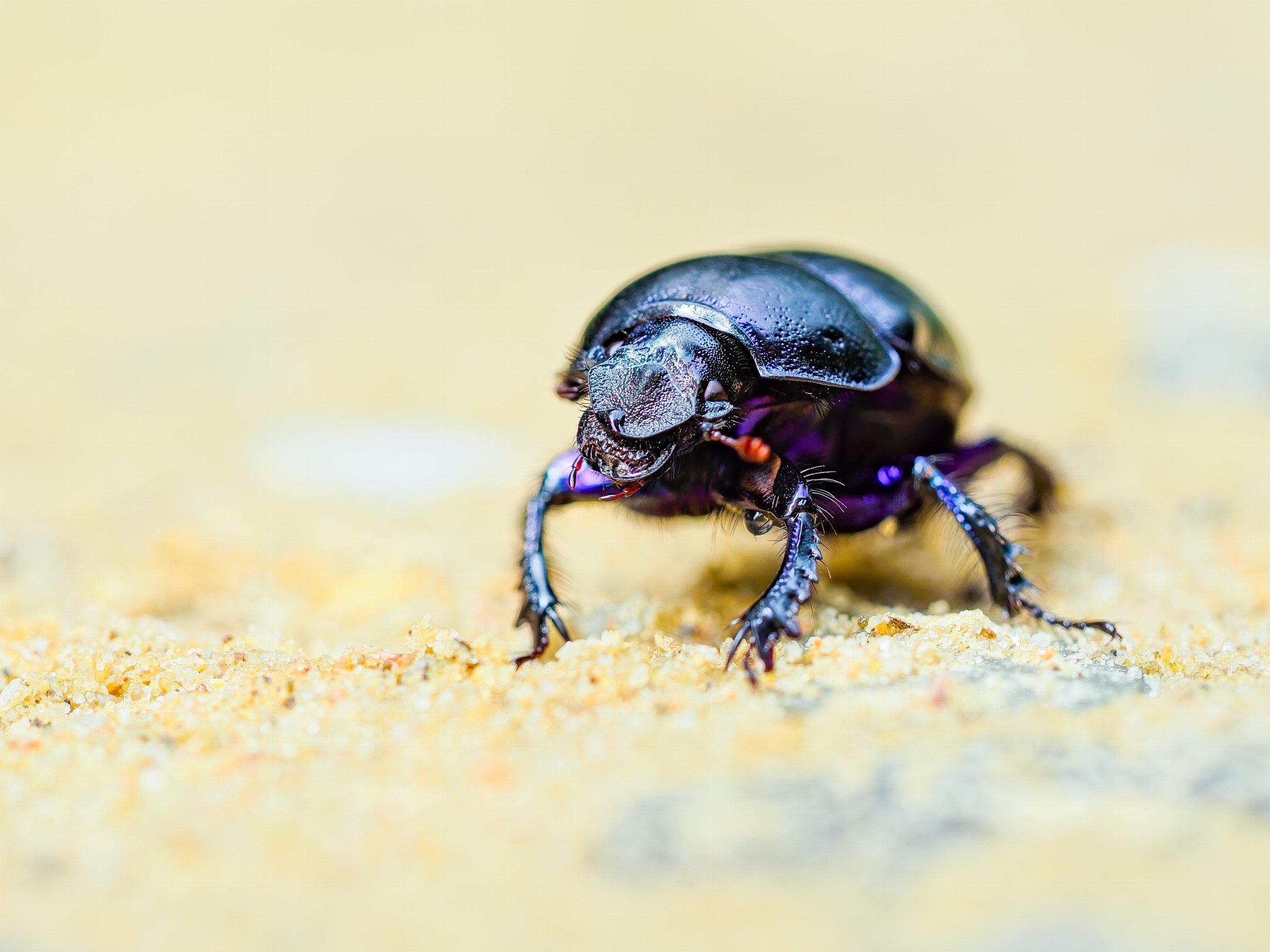 Anoplotrupes stercorosus (Bosmestkever)