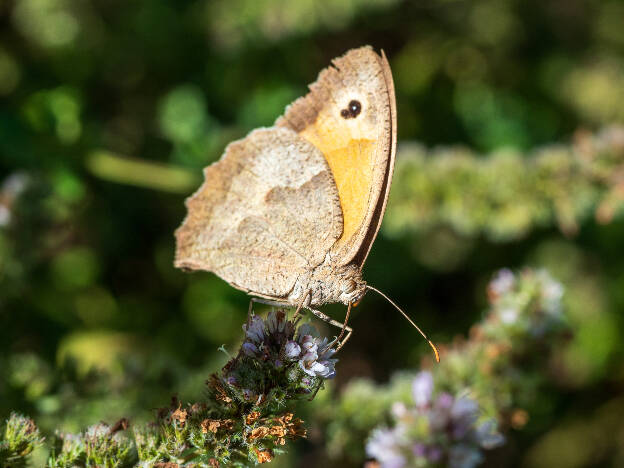 Meadow Brown (garden of Salagon)