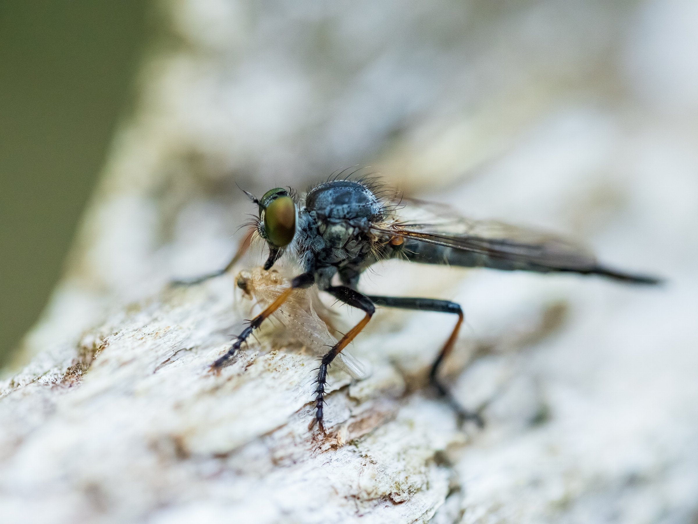 Common Awl Robberfly