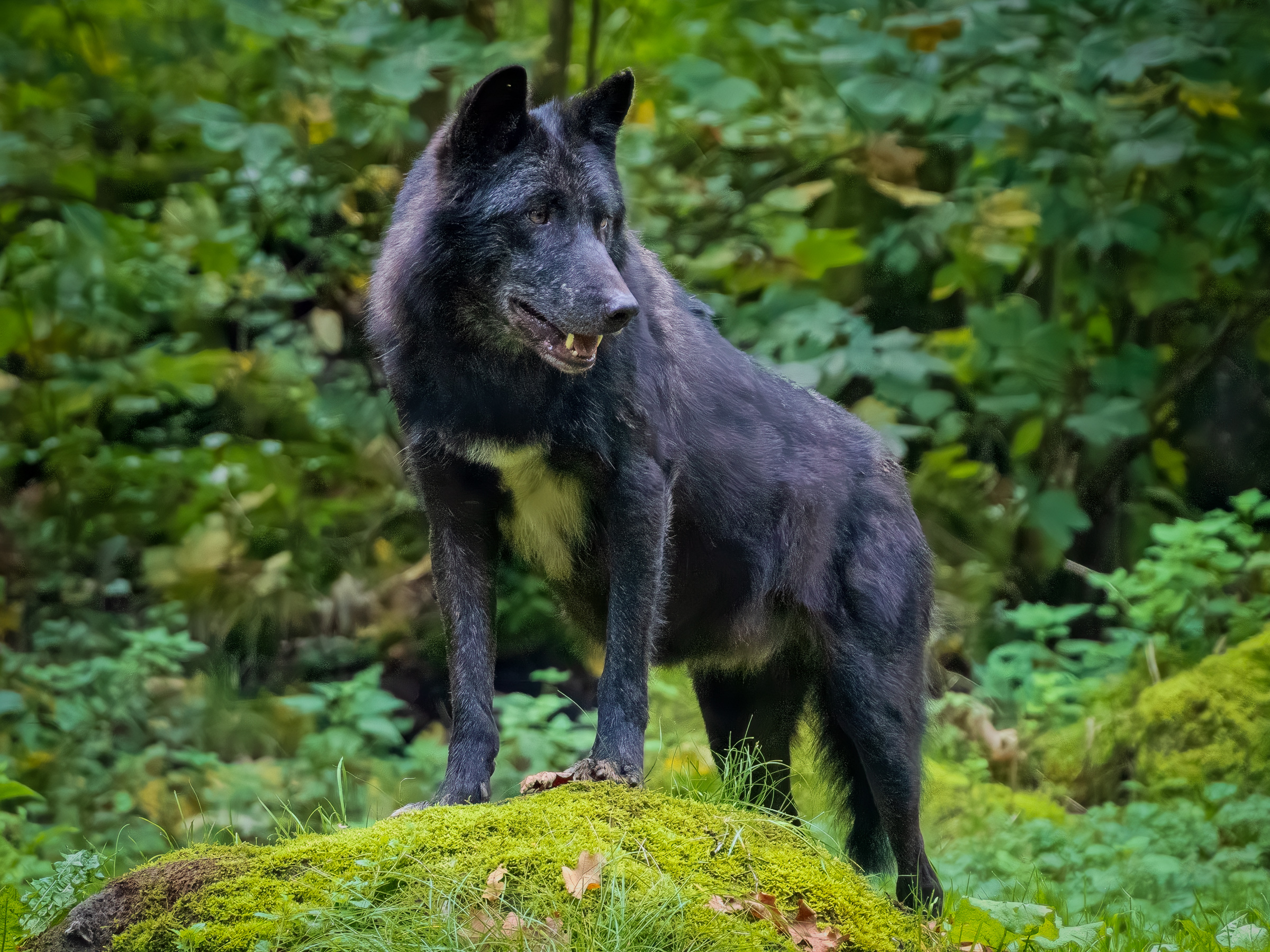 Timber Wolf (in captivity, Kasselburg)