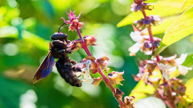 Violet Carpenter Bee (garden of Salagon)