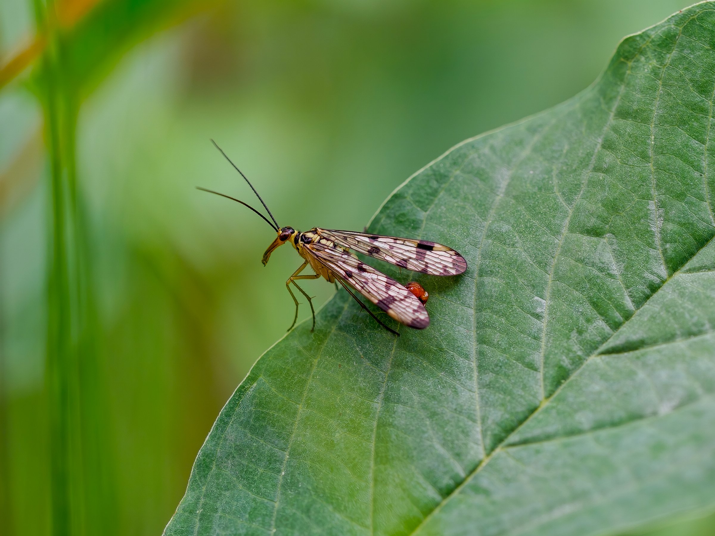 Panorpa Germanica (German Scorpion Fly)