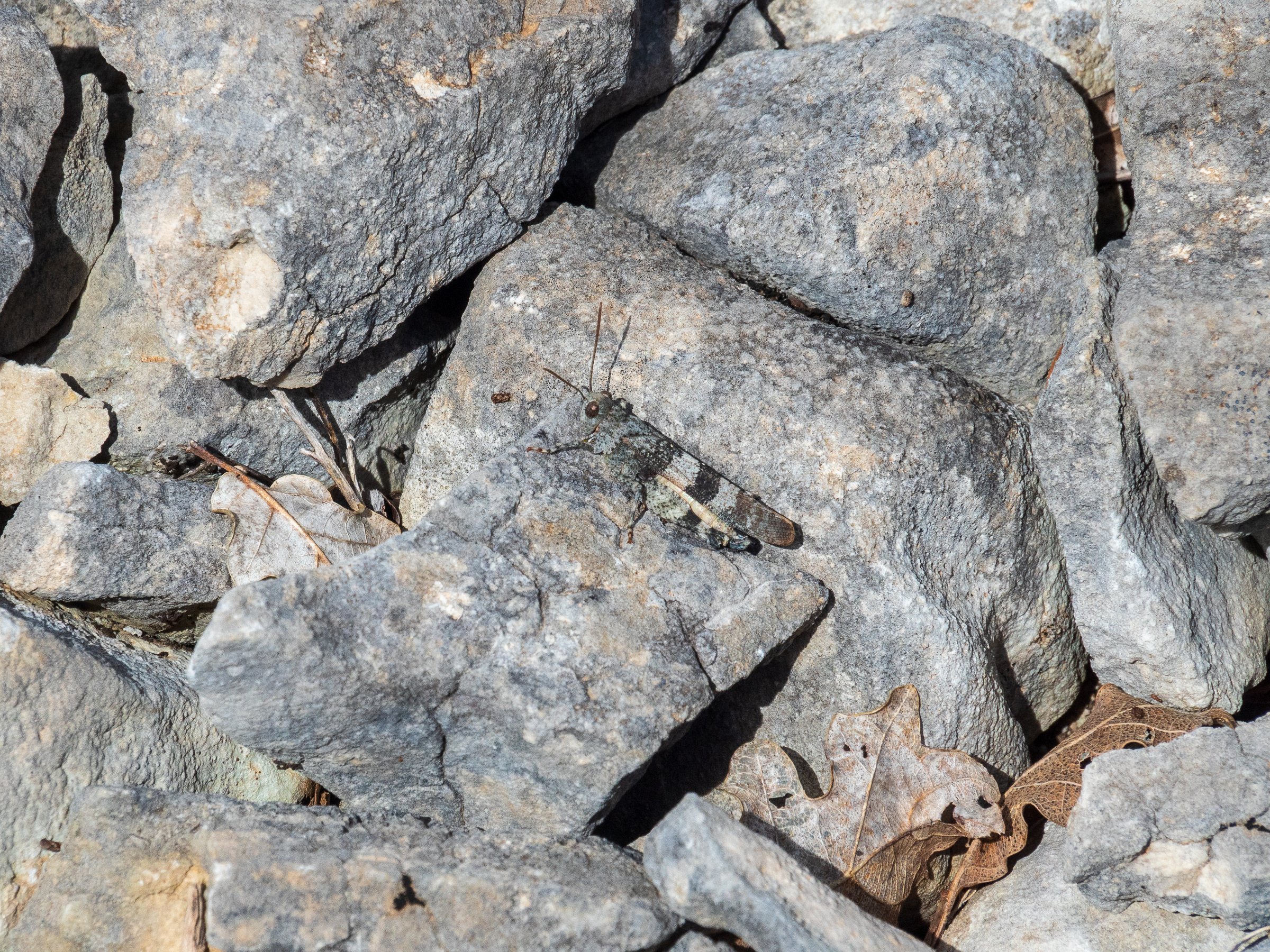 Blue-winged Grasshopper