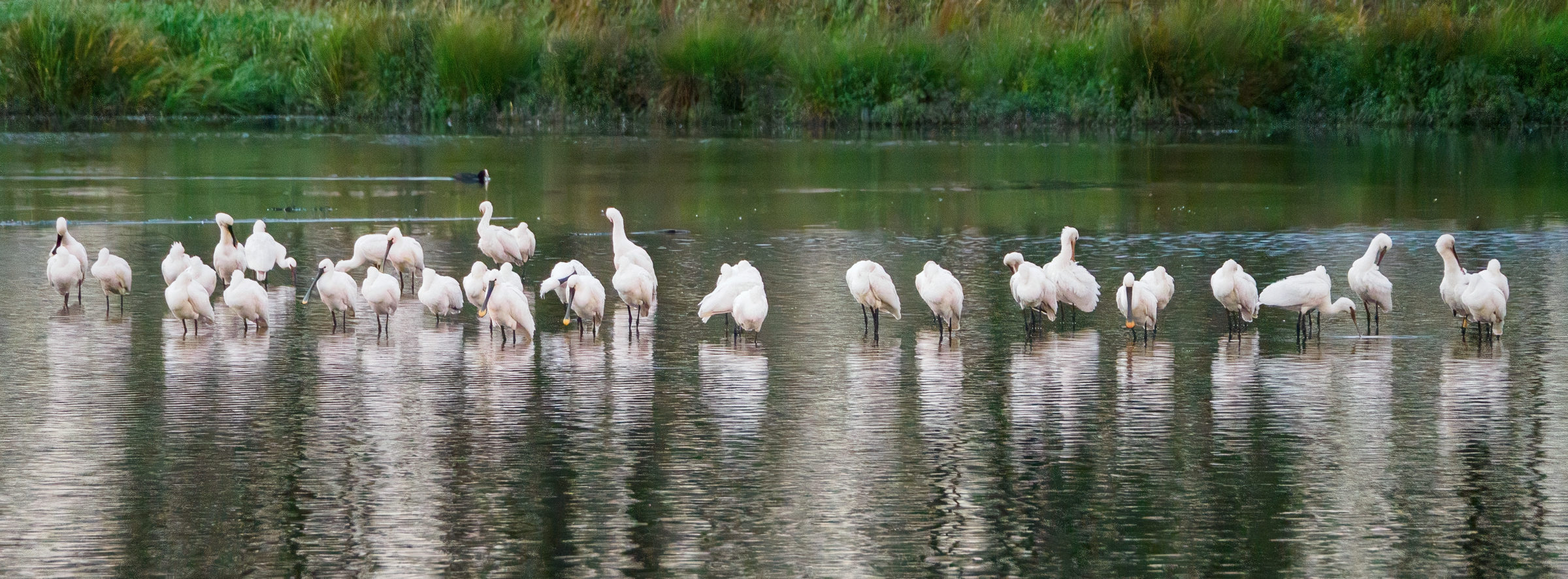 Eurasian Spoonbills