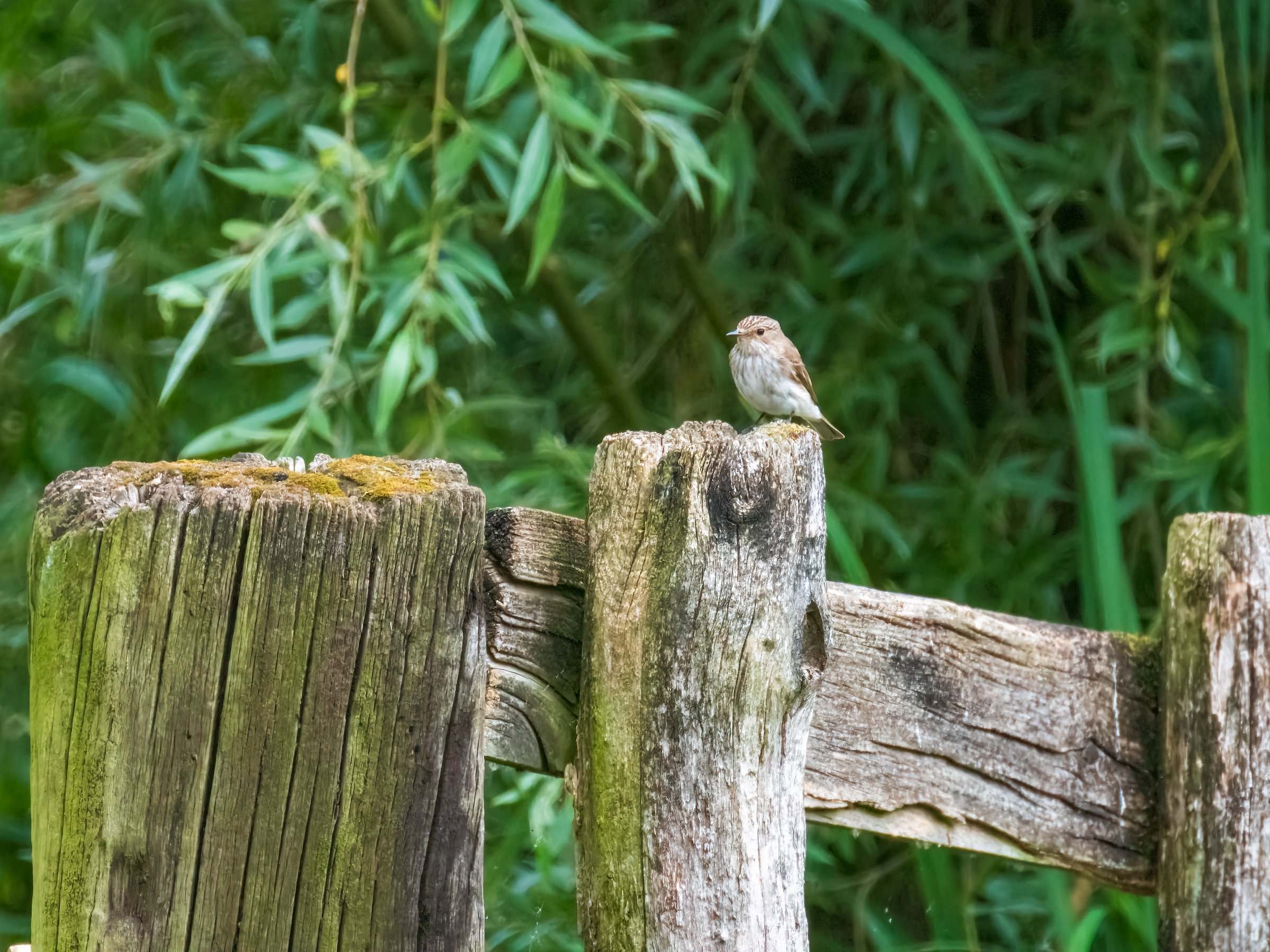 Grauwe Vliegenvanger