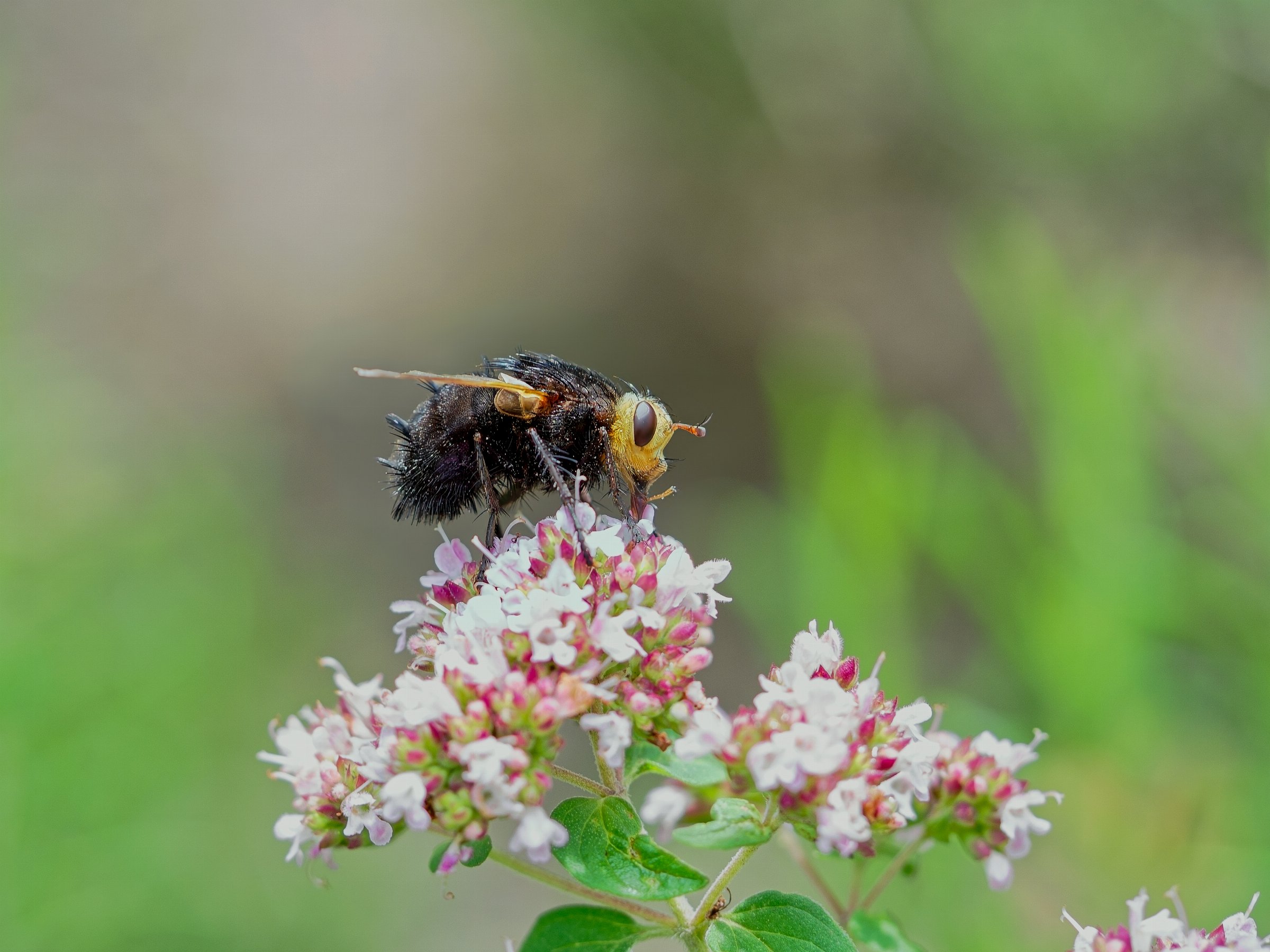 Tachina grossa (stekelsluipvlieg)