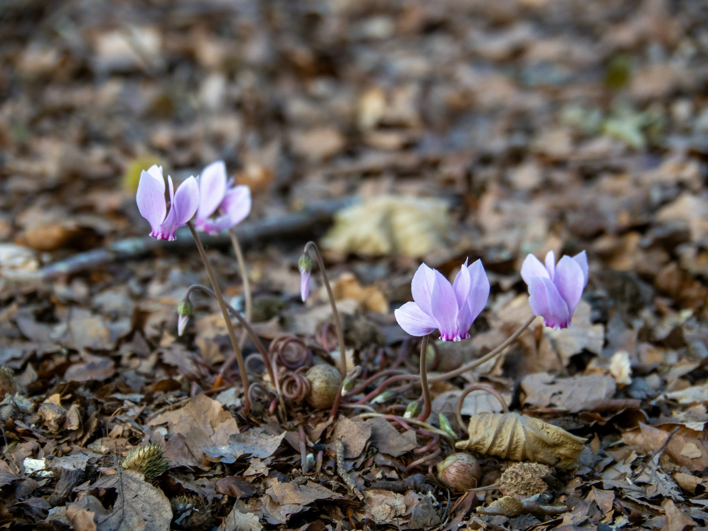Cyclamen