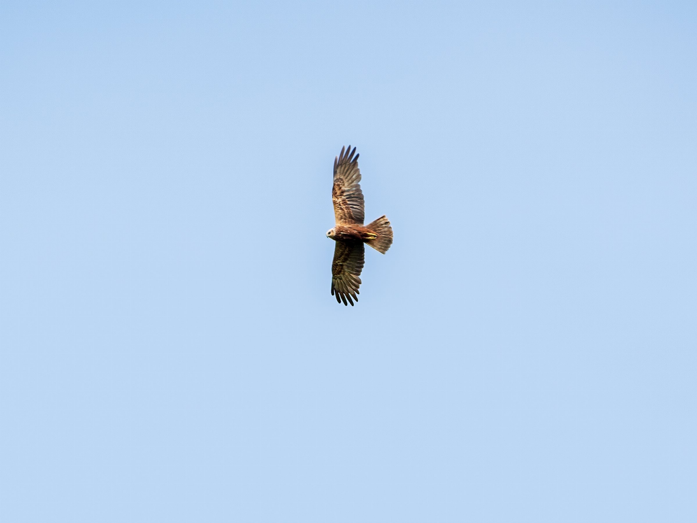 Western Marsh Harrier