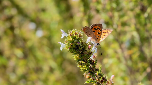 Small Copper (garden of Salagon)