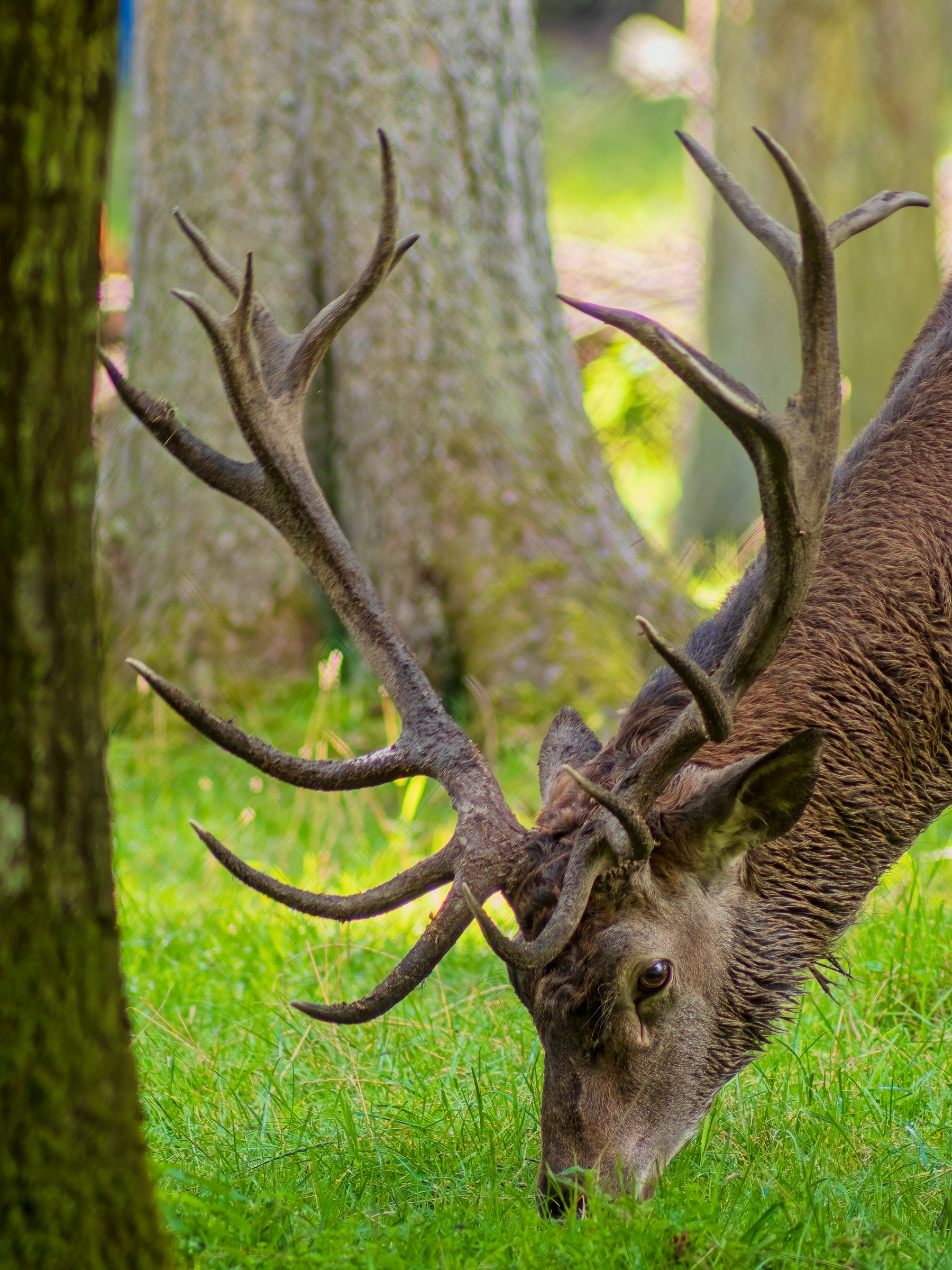 Red Deer, shot with a 1972 Olympus Zuiko Auto-T 300mm f/4.5