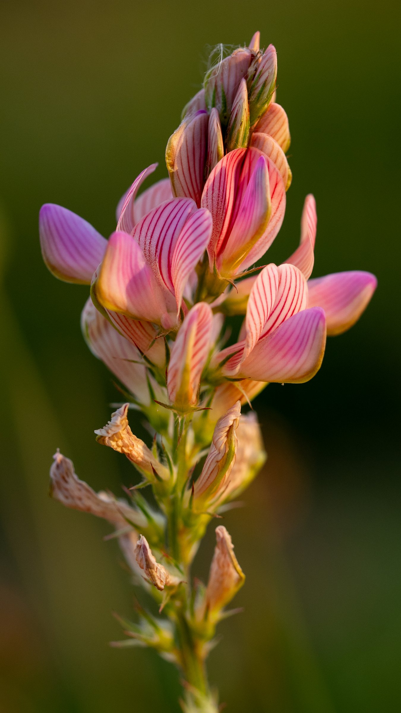 Sainfoin