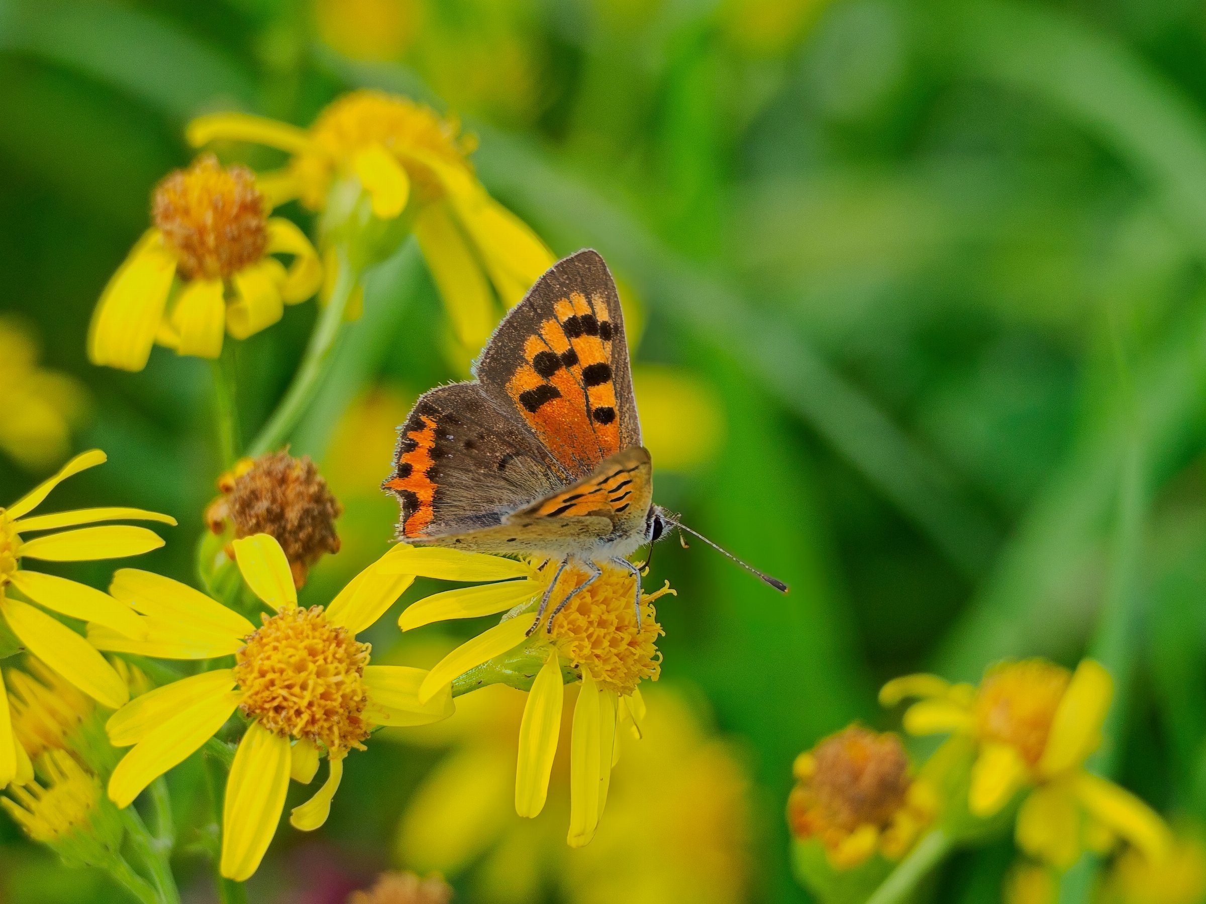 Small Copper