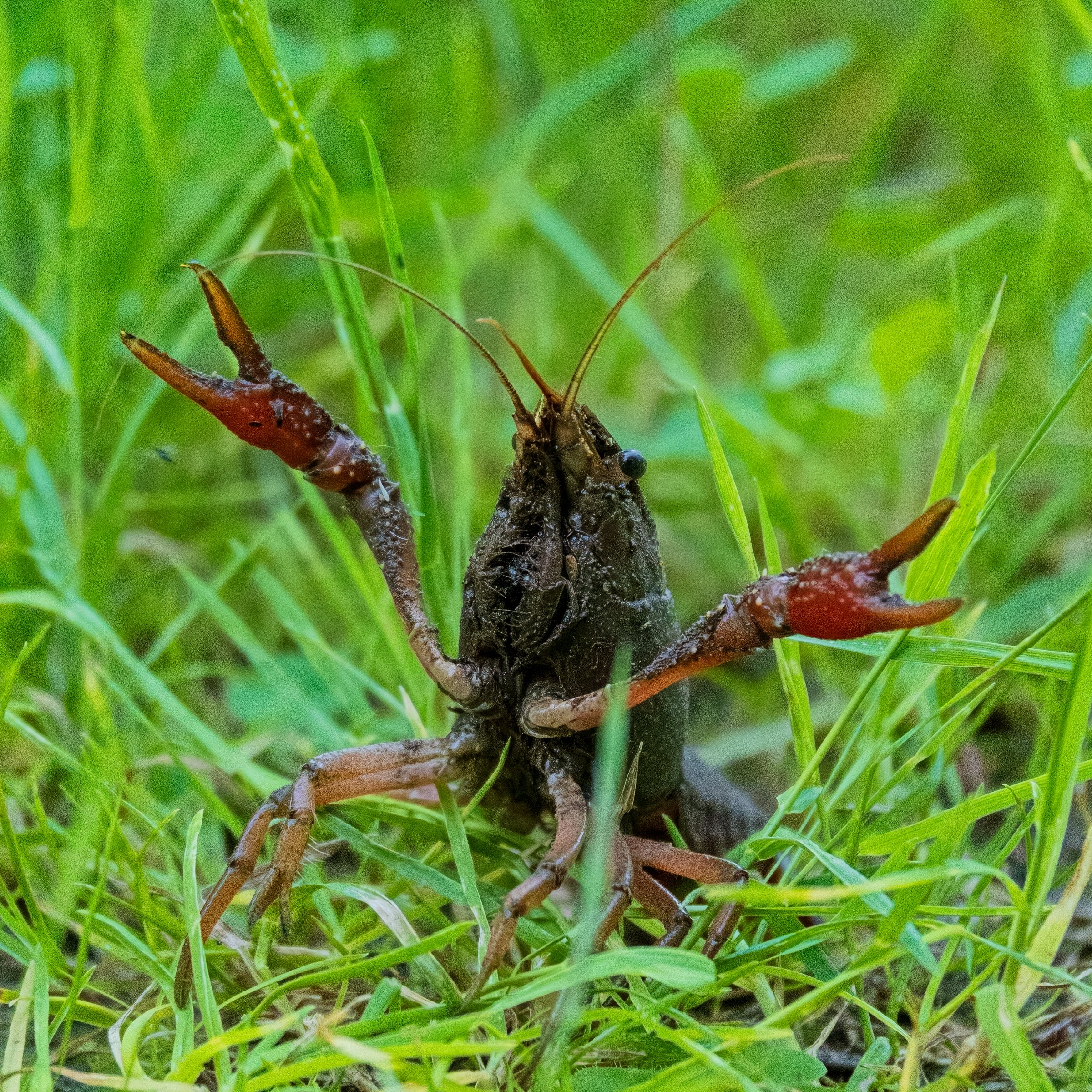White River Crayfish