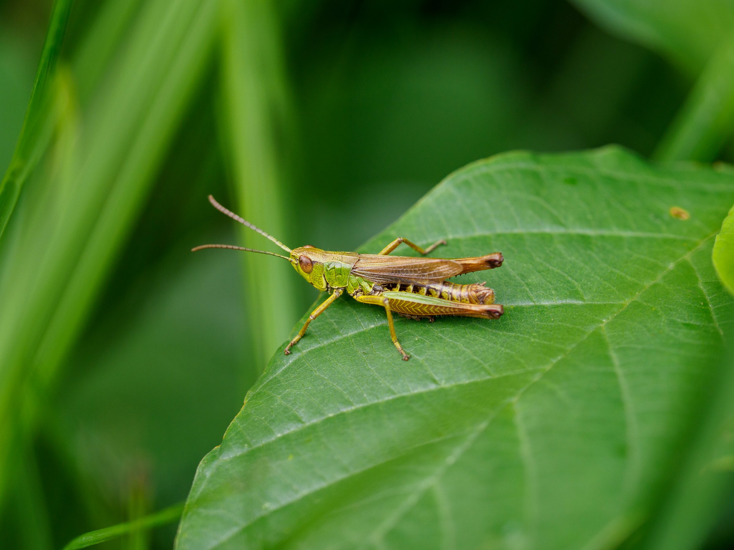 Meadow Grasshopper