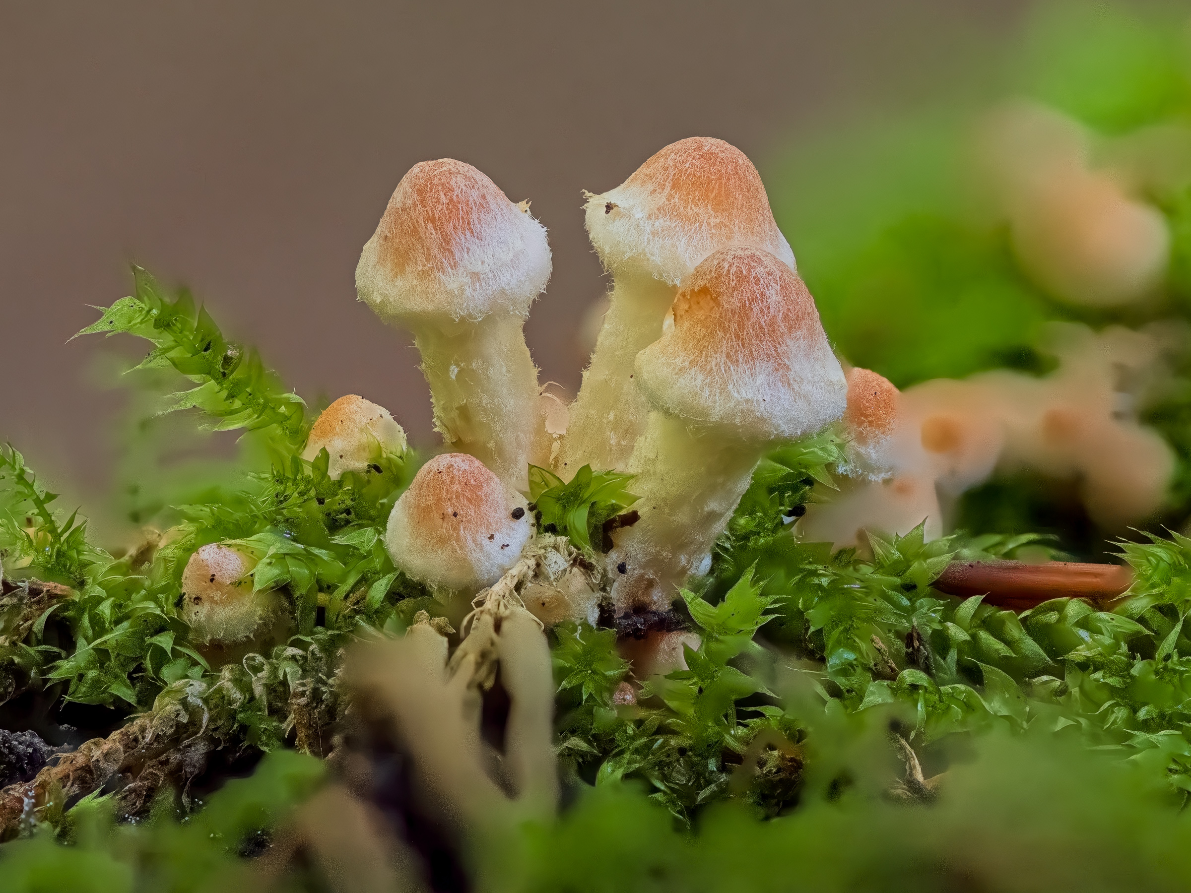 Sulphur Tuft