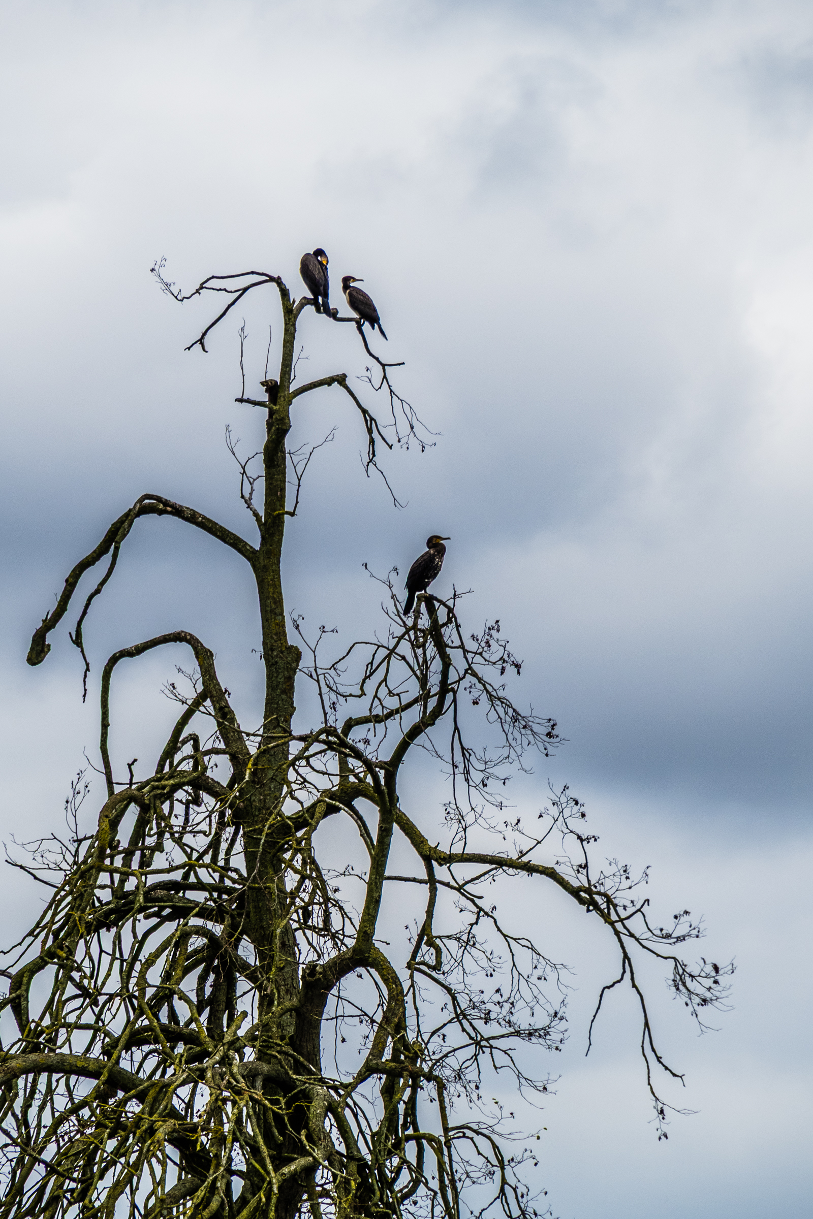 Great Cormorants