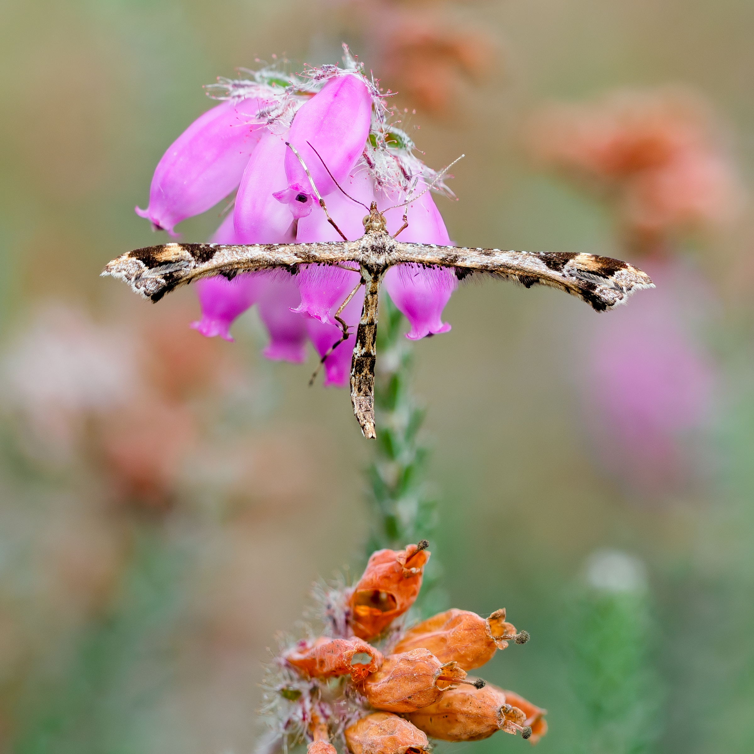 Plume Moth