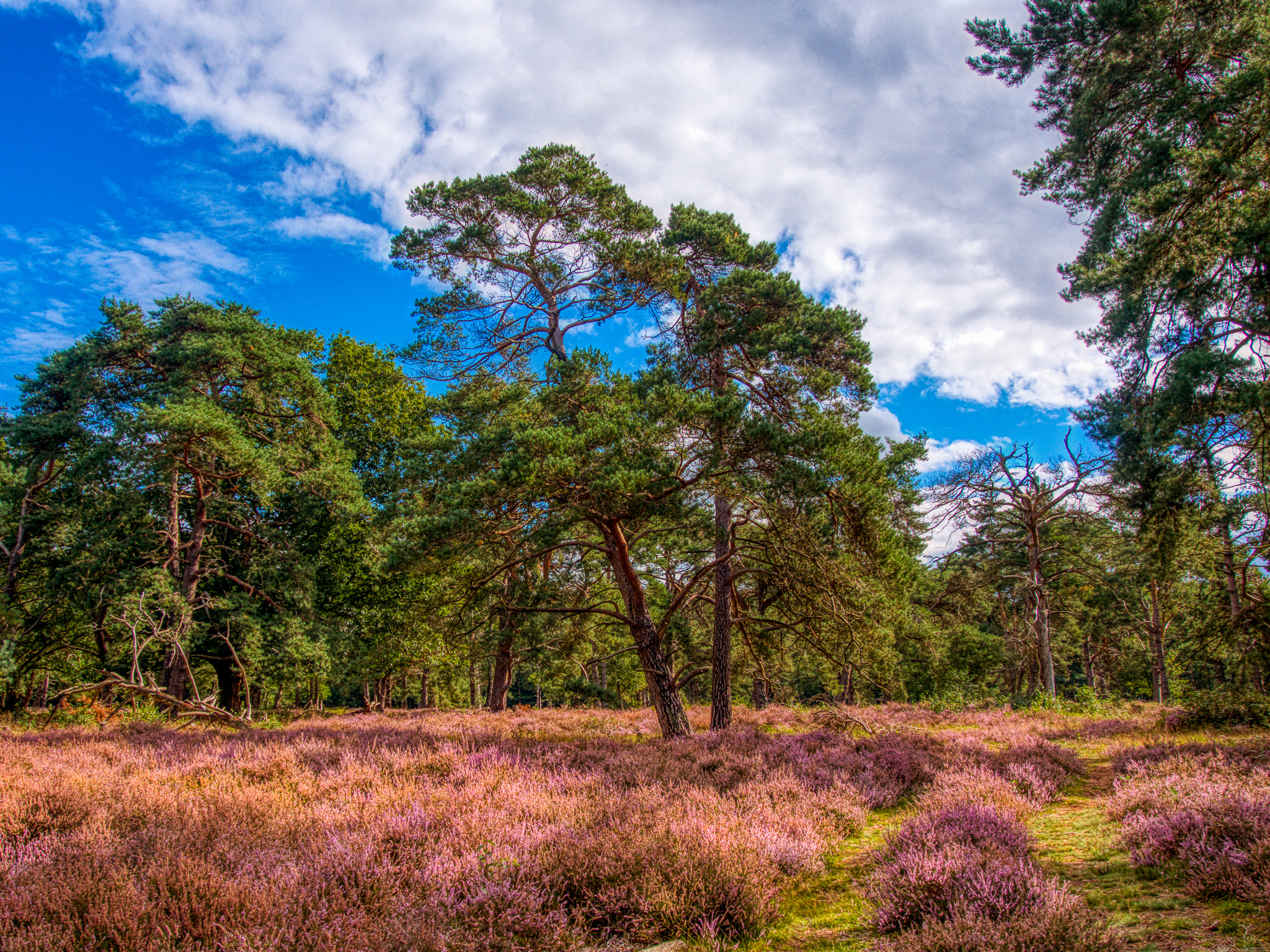 Hoorneboegse Heide