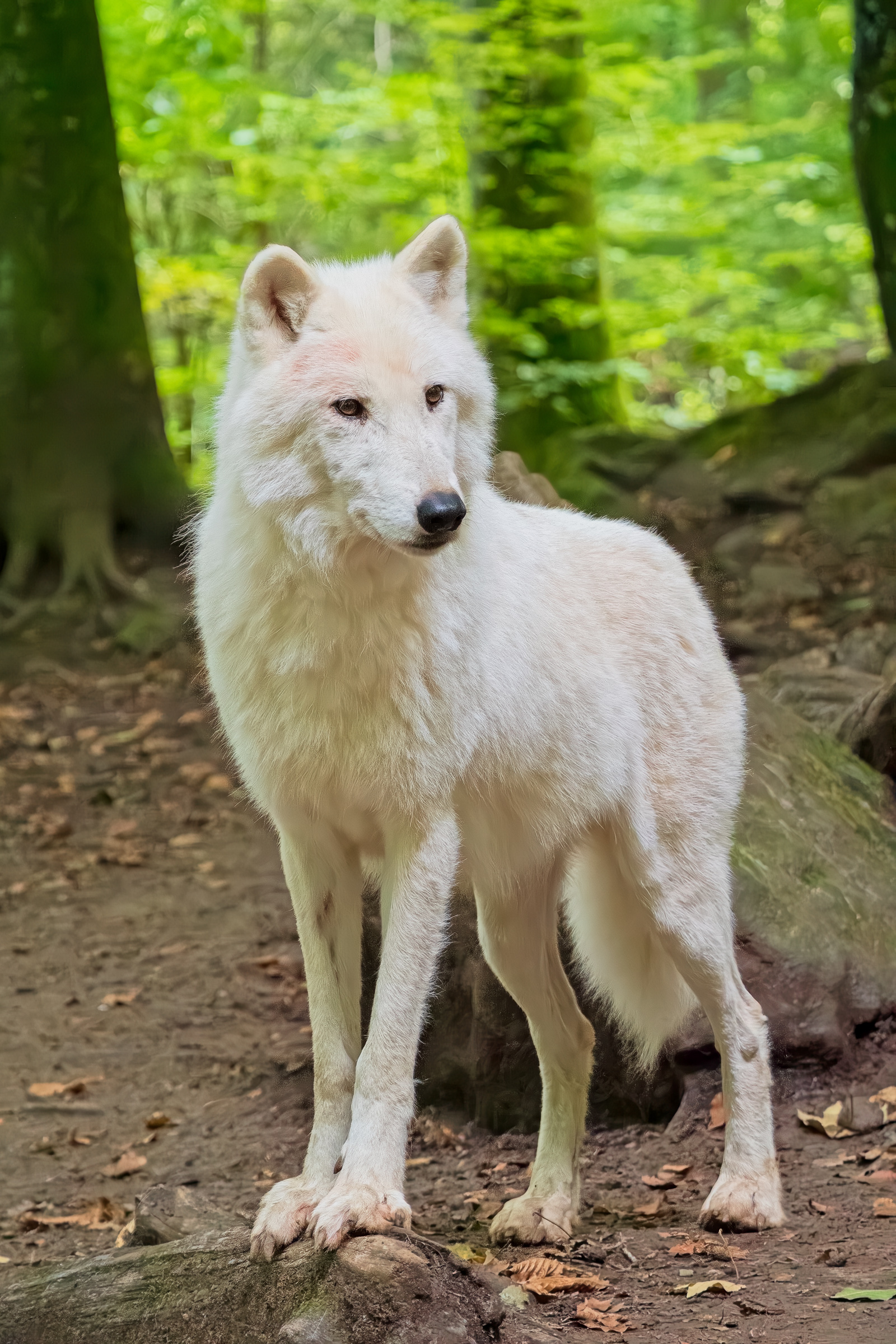 Arctic Wolf (in captivity, Kasselburg)