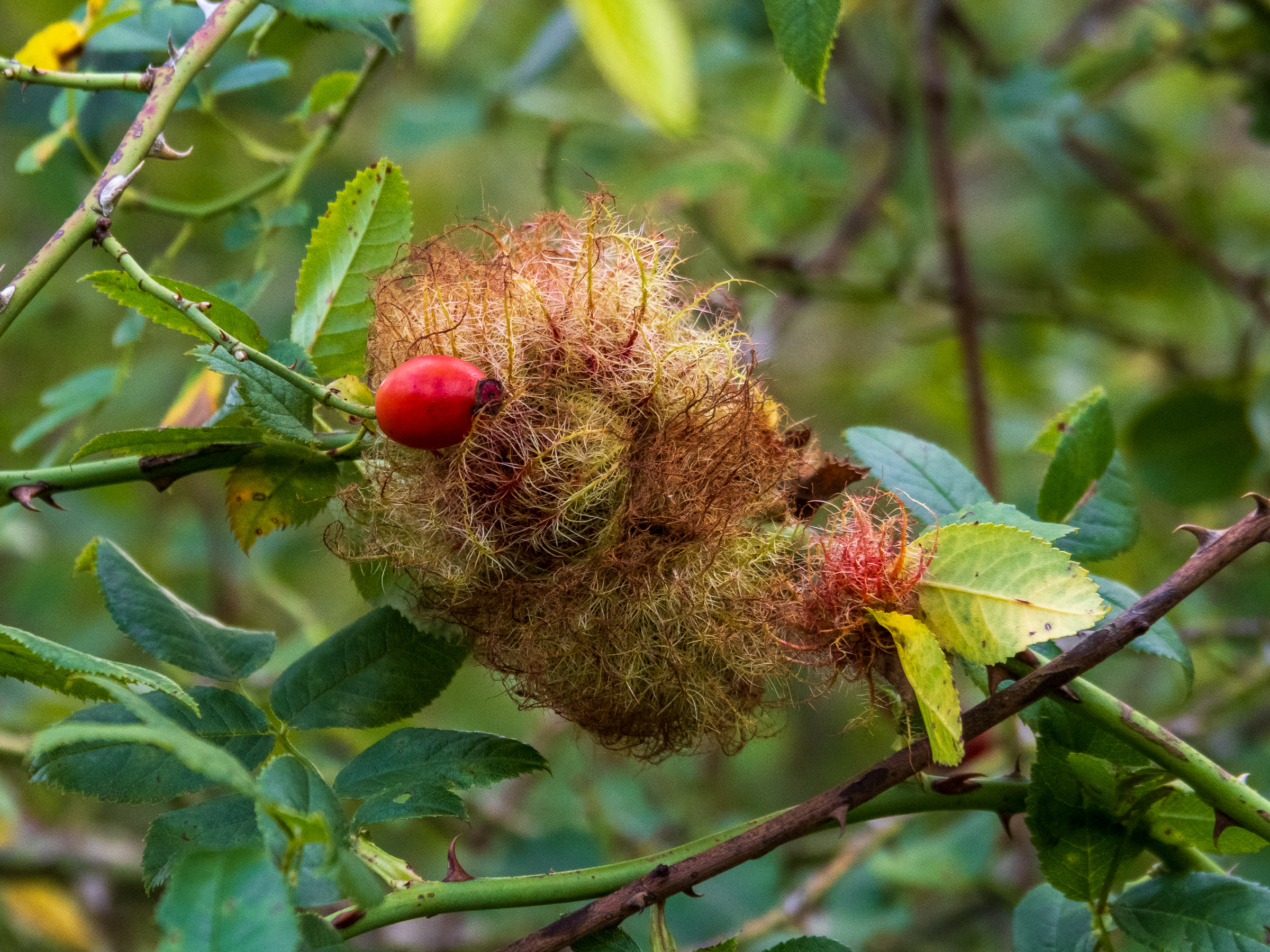 Rose Bedeguar Gall