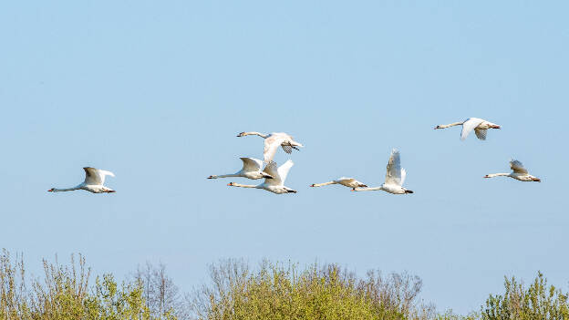 knobbelzwaan (Cygnus olor)