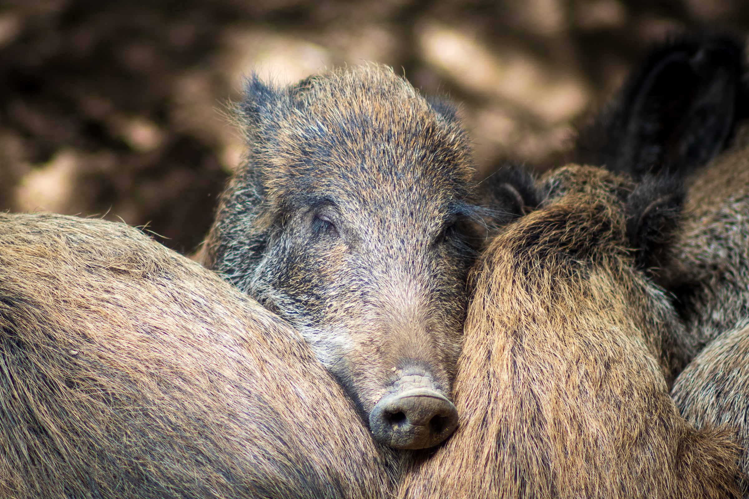 Wild Boar, shot with a 1972 Olympus Zuiko Auto-T 300mm f/4.5