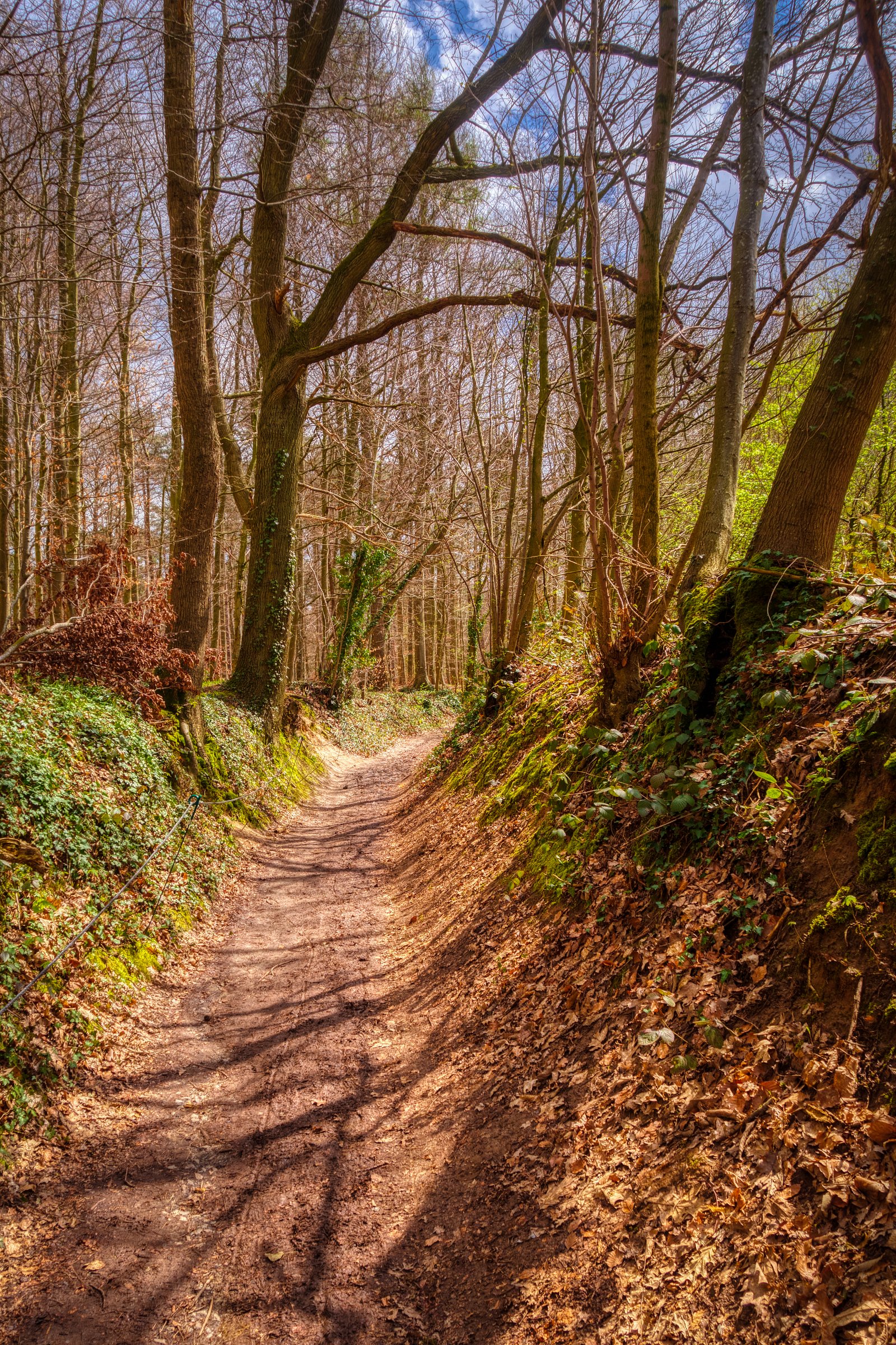 Hallerbos (Halle, Belgium)