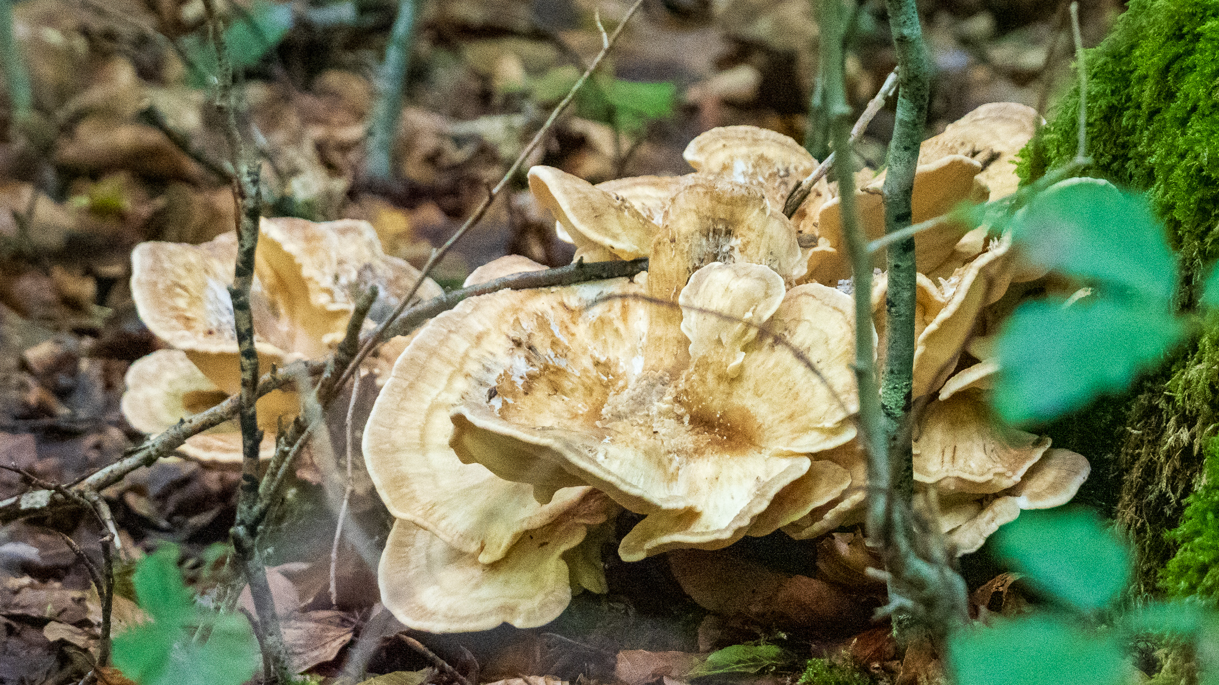 Giant Polypore