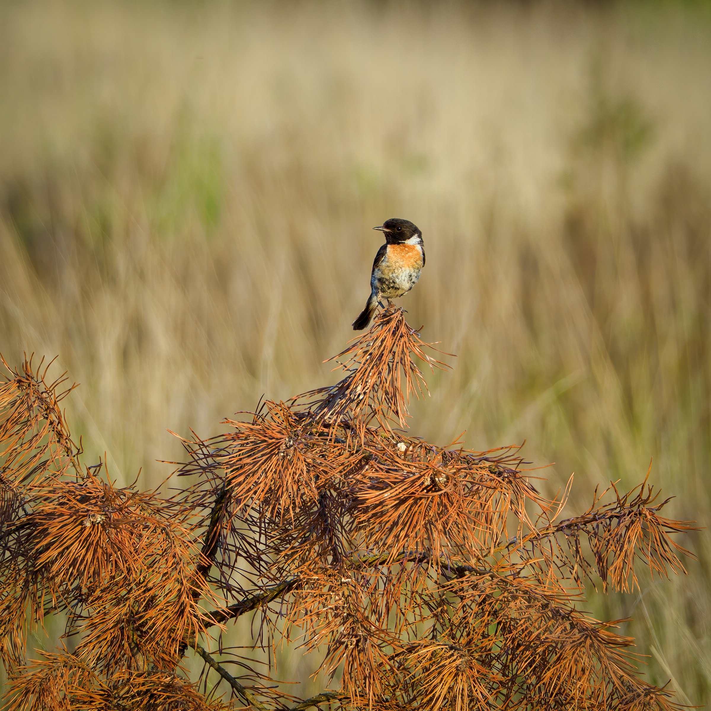 European Stonechat