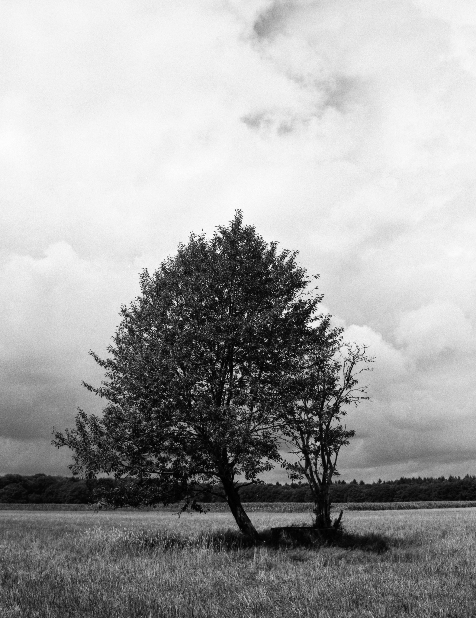 Corversbos, Hilversum