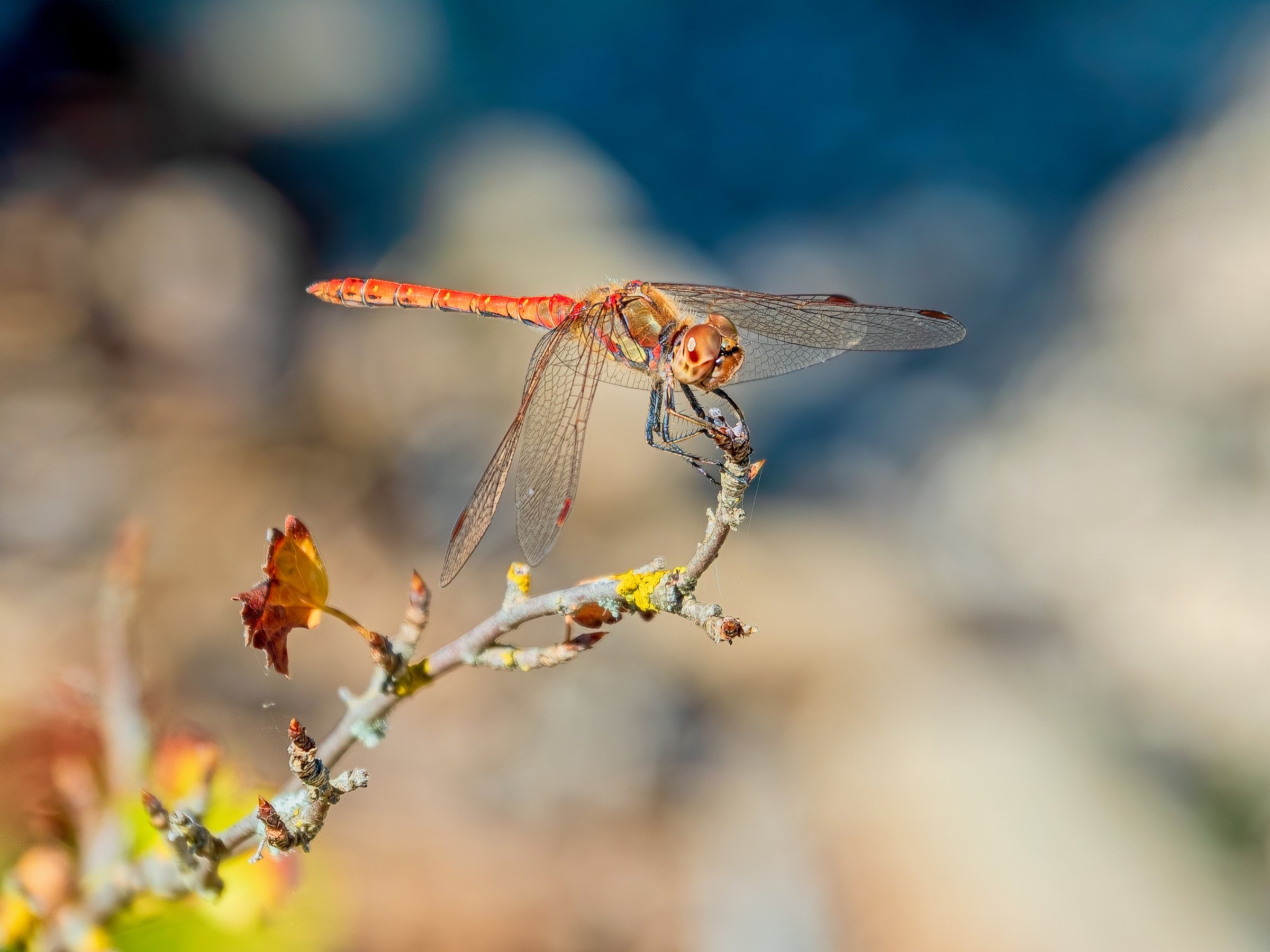 Common Darter (garden of Salagon)