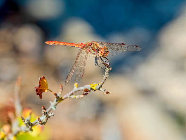 Common Darter (garden of Salagon)