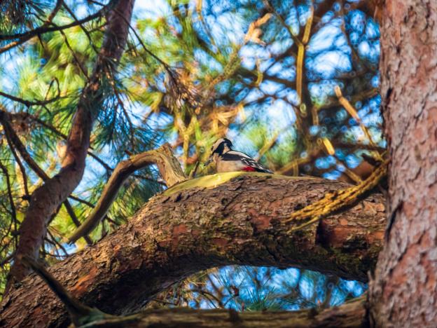 Great Spotted Woodpecker, Austerlitz