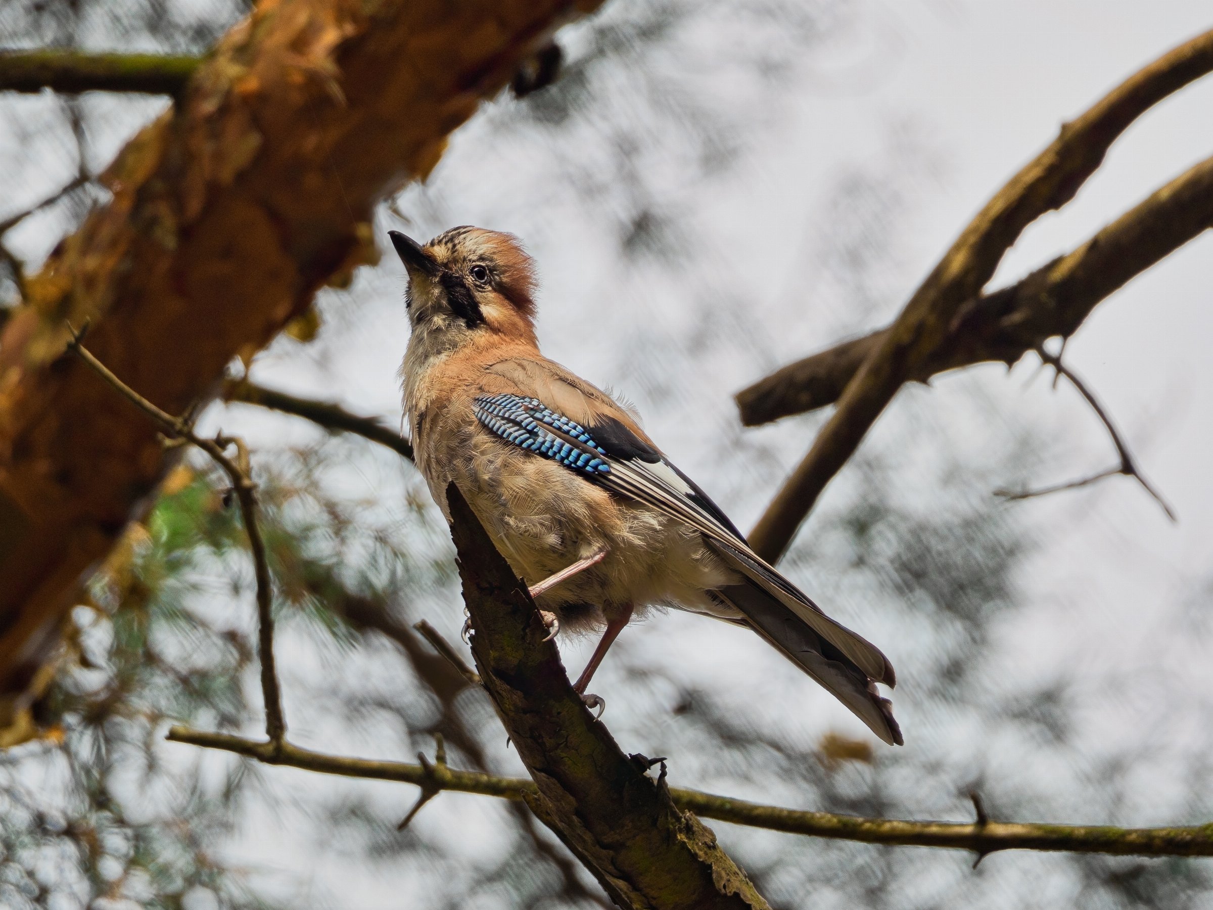 Eurasian Jay