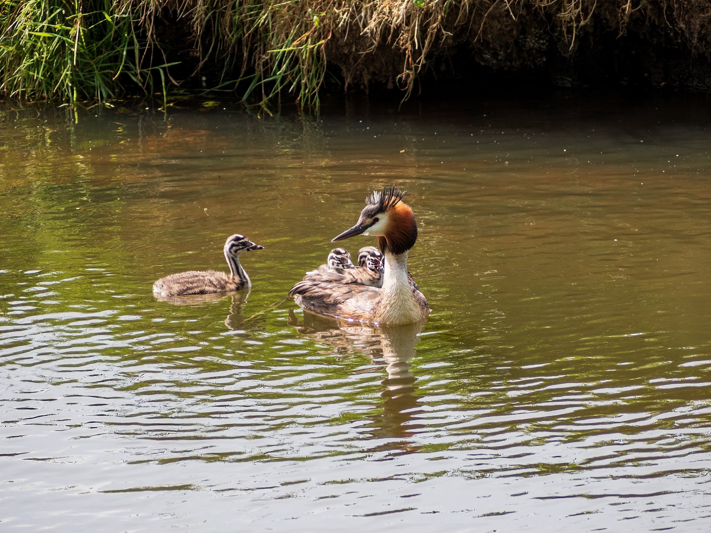 Great Crested Grebe