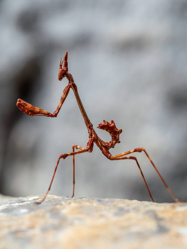 Empusa Pennata (larva, female)