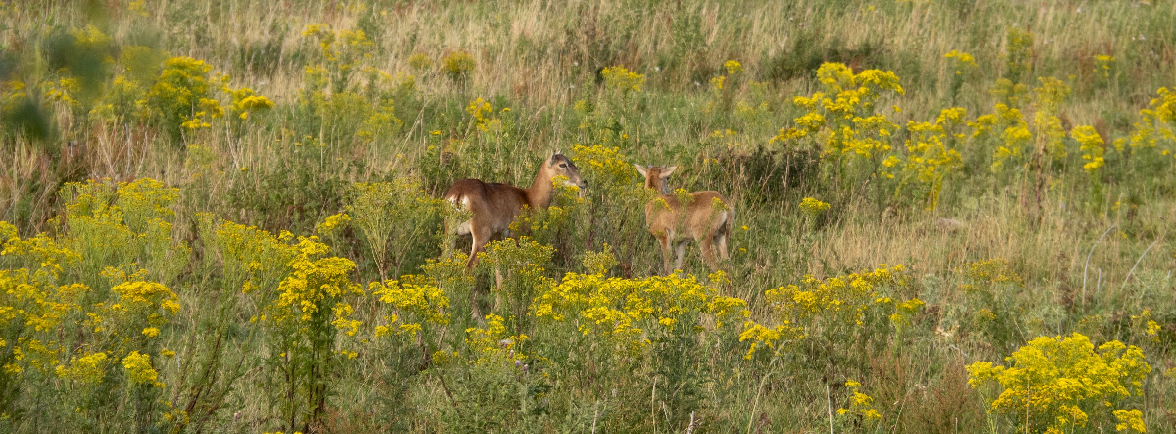 European Roe Deer
