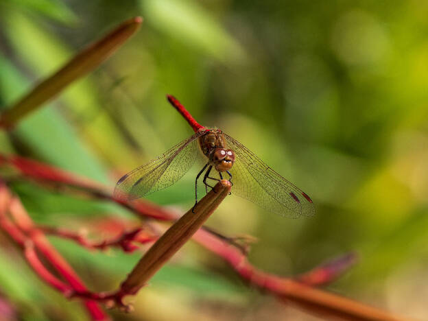 Common Darter (garden of Salagon)