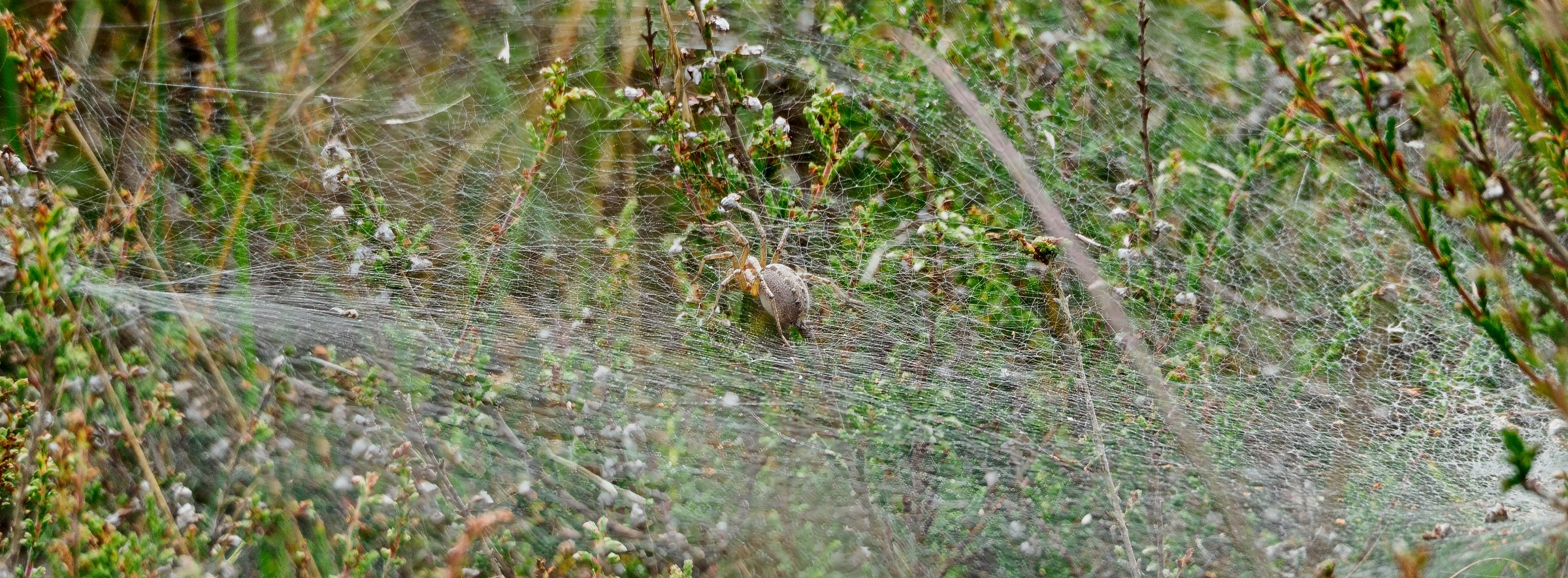 Agelena labyrinthica (Labyrinth spider)
