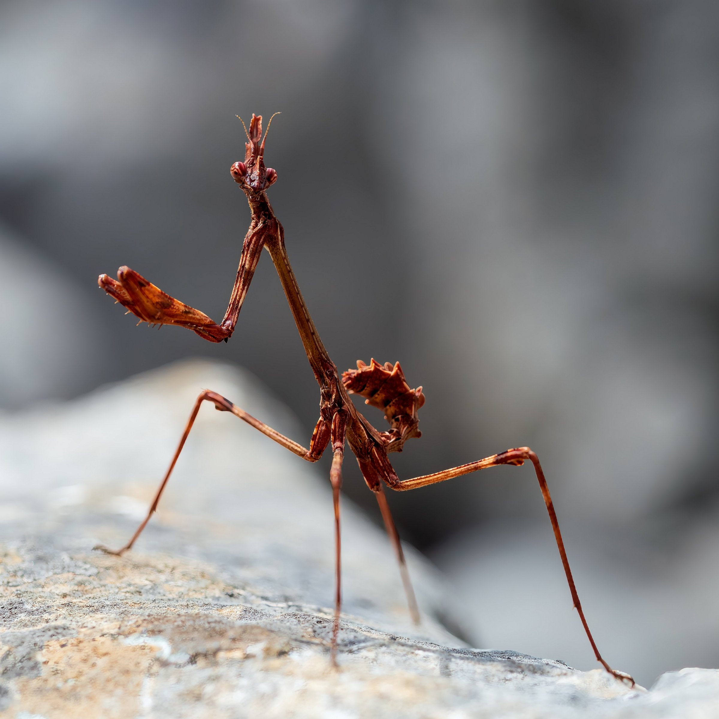Empusa Pennata (larva, female)
