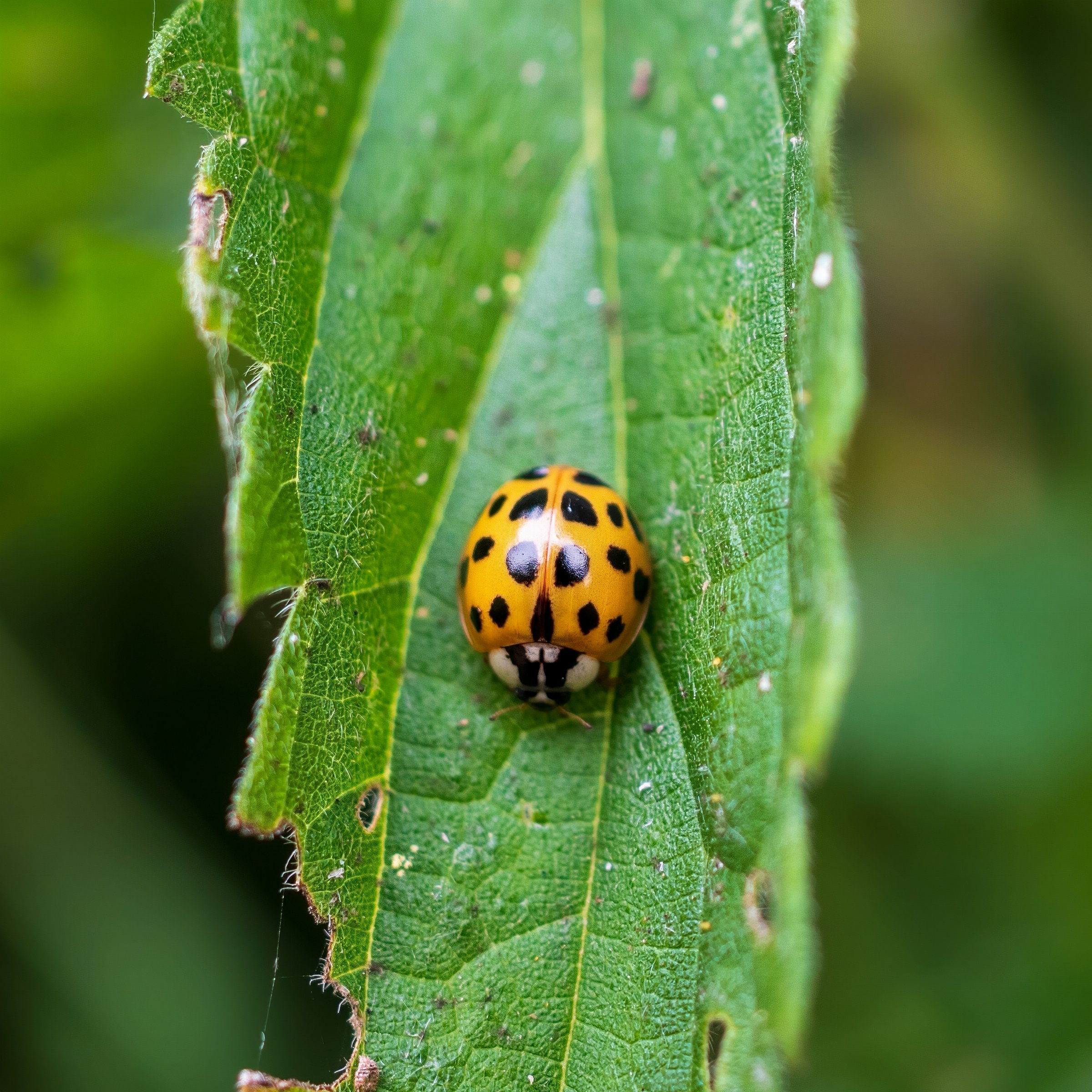 Harlequin Ladybird f. succinea