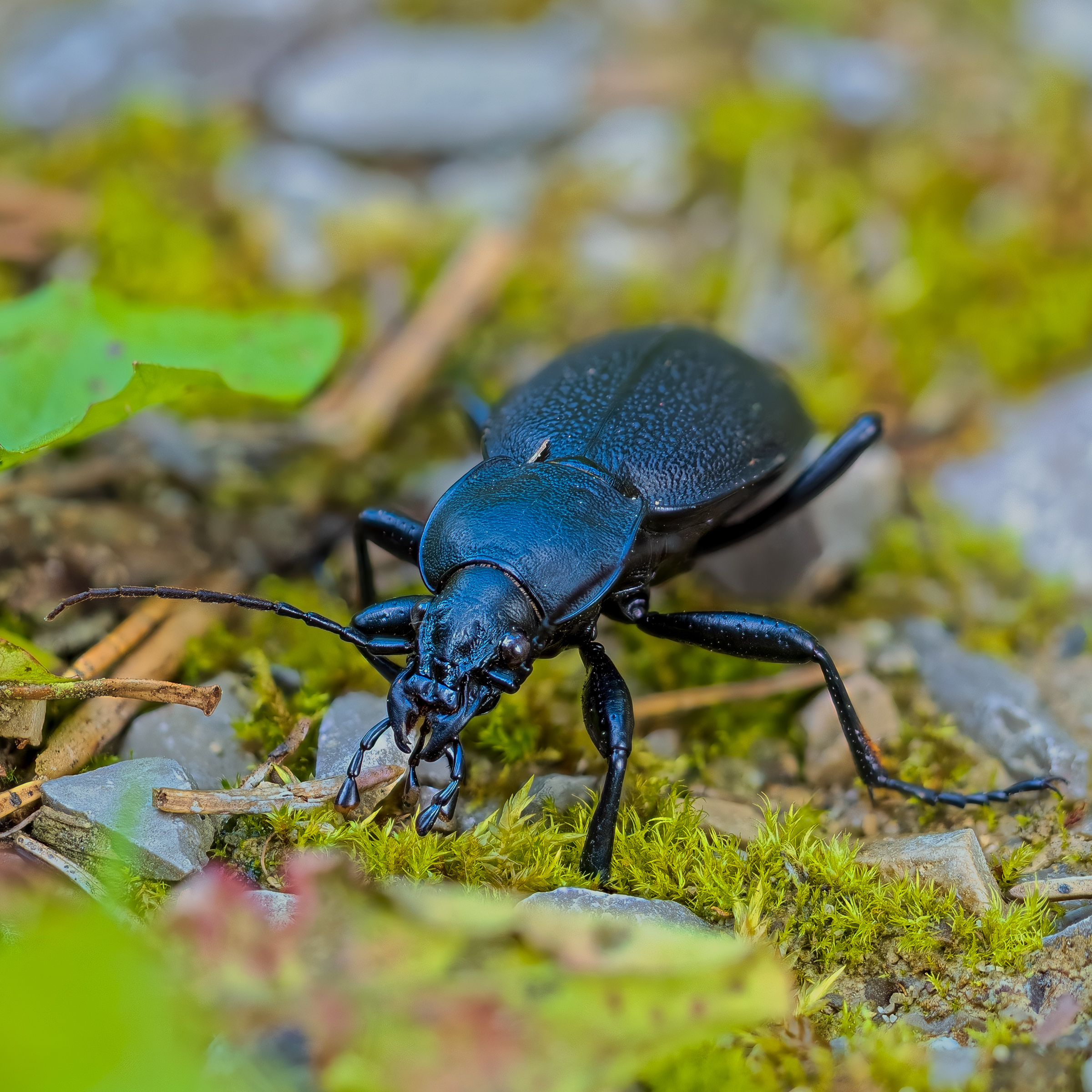 Carabus coriaceus