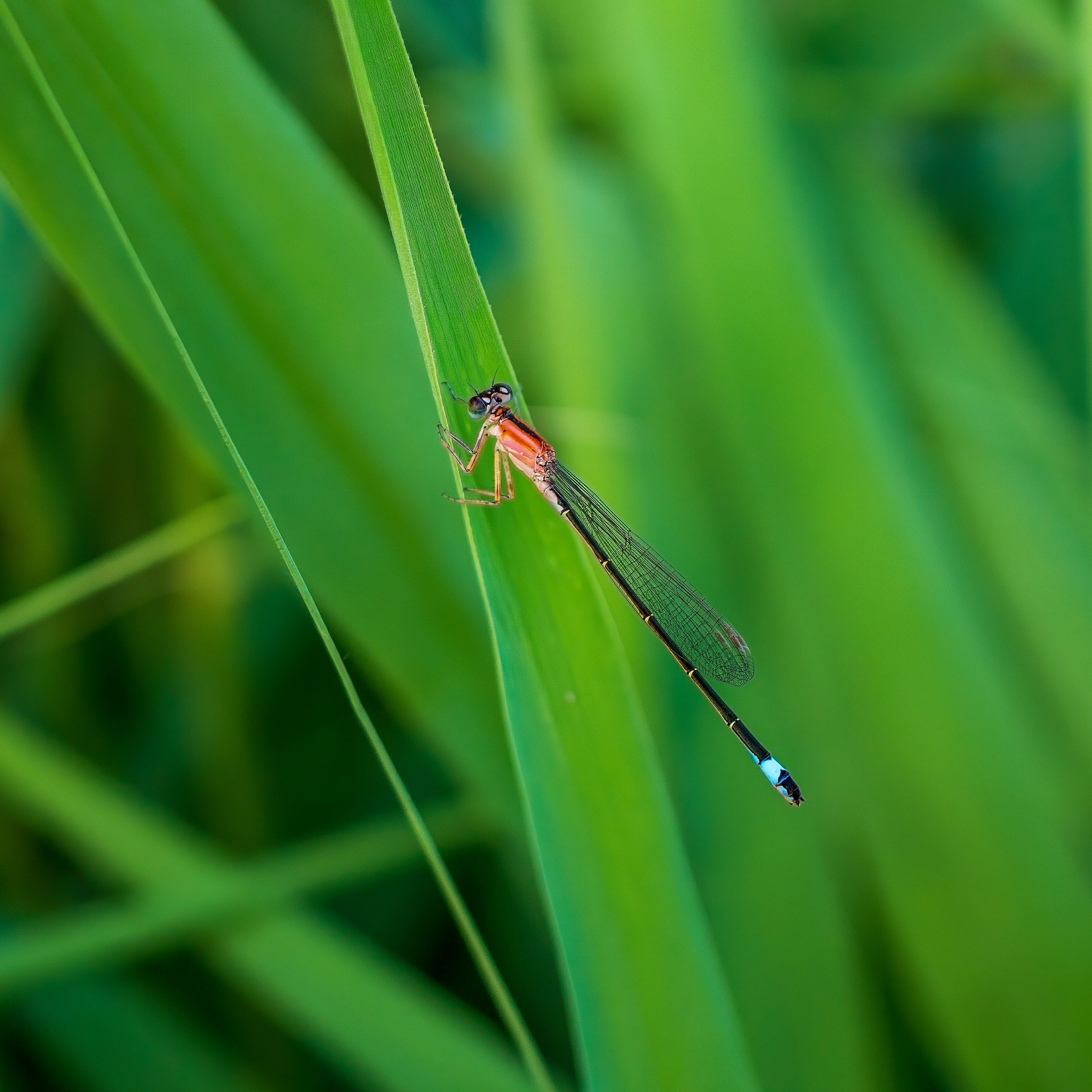 Blue-tailed Damselfly
