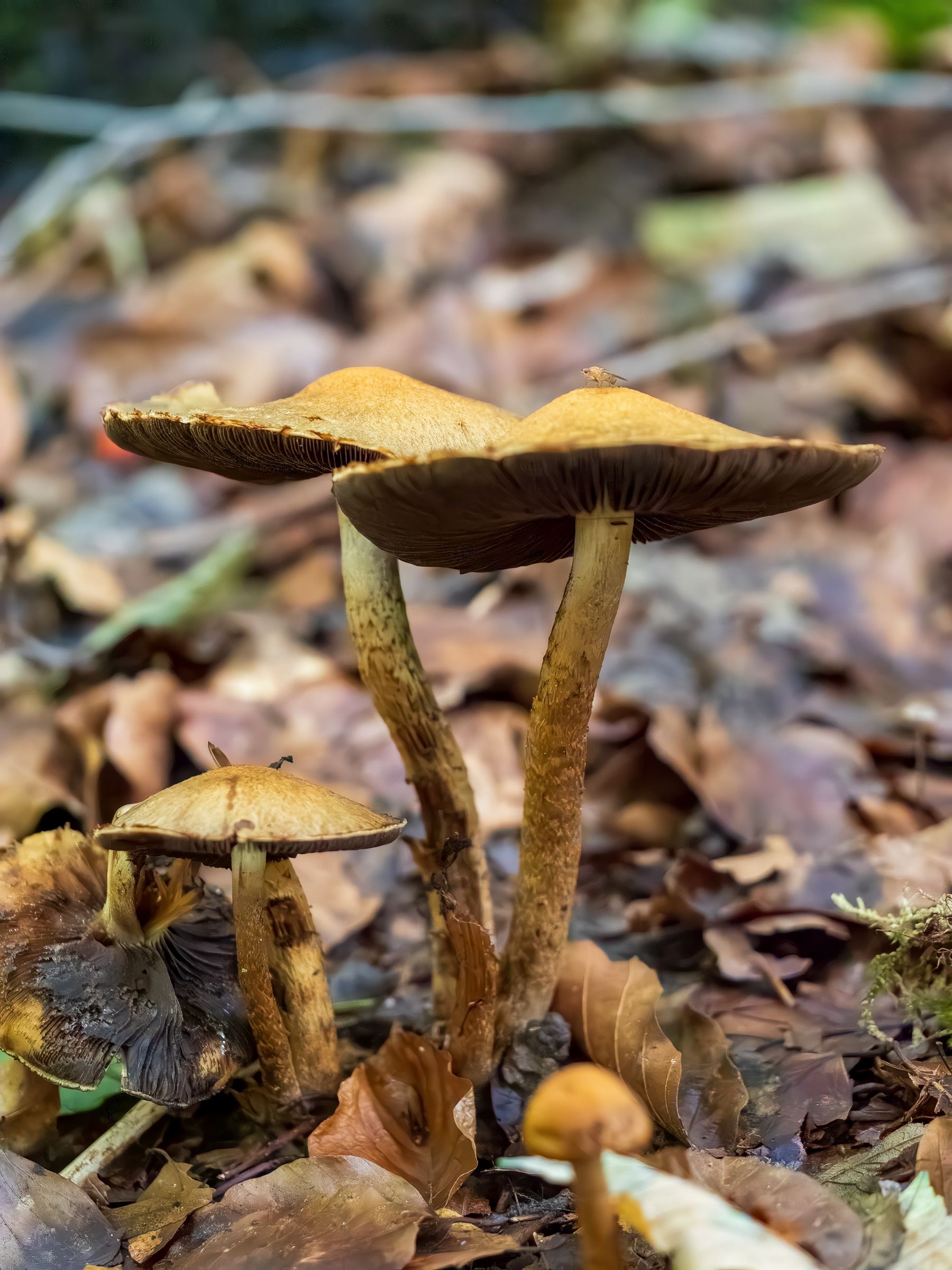 Lacrymaria pyrotricha