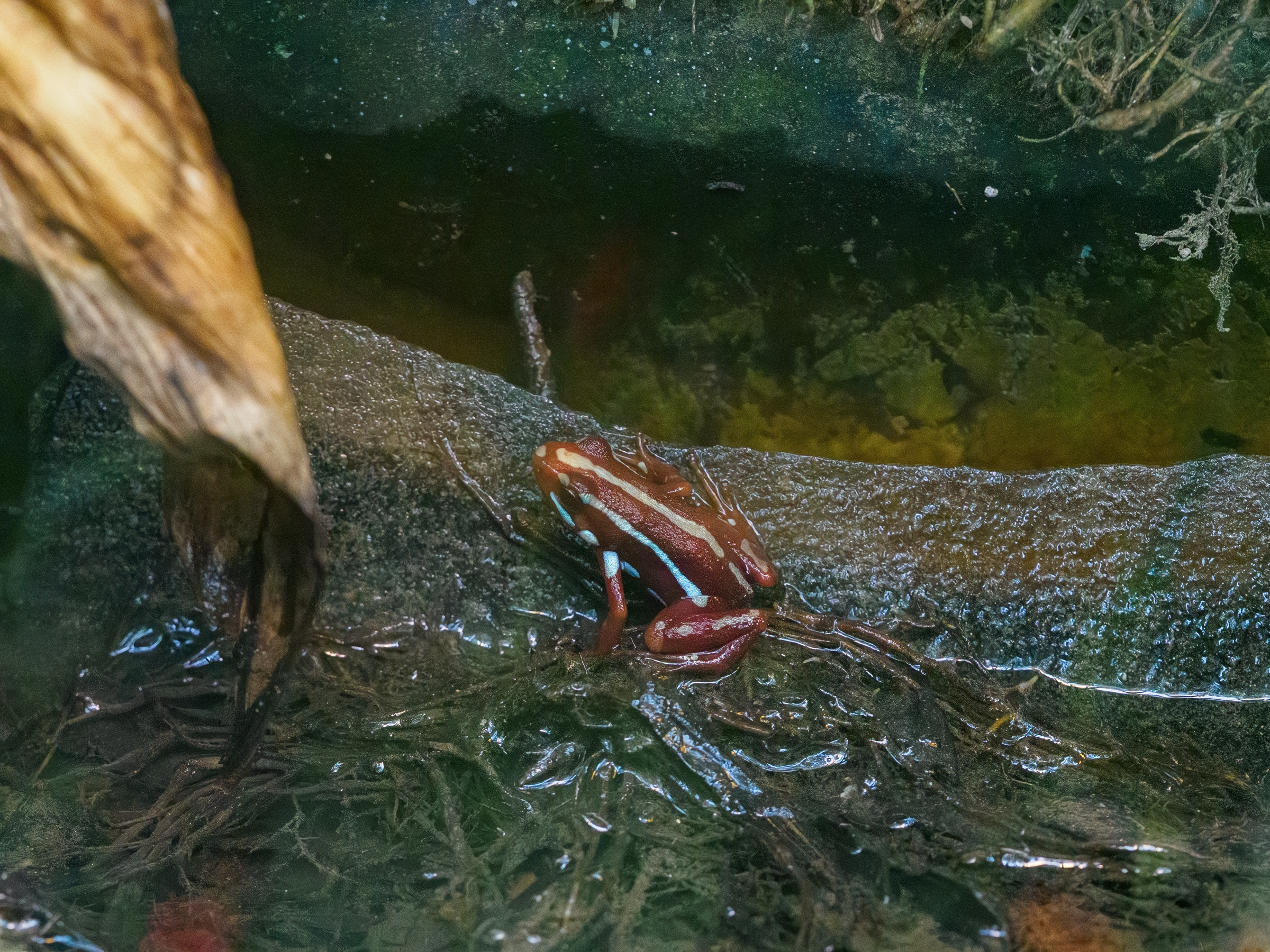 Phantasmal poison-arrow frog (Epipedobates tricolor)
