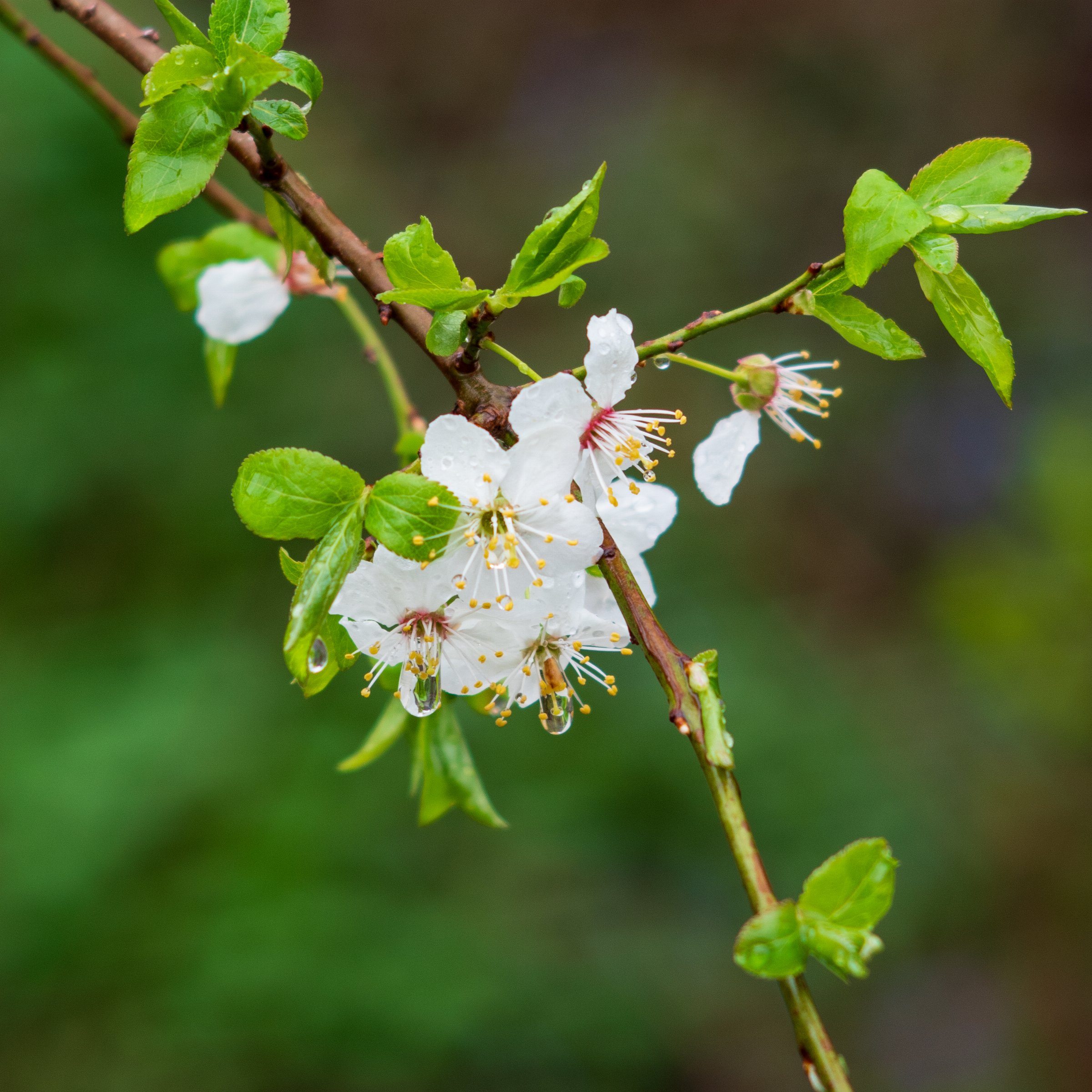 Morning dew on Blackthorn (Prunus spinosa) in a small park in Messestadt West.