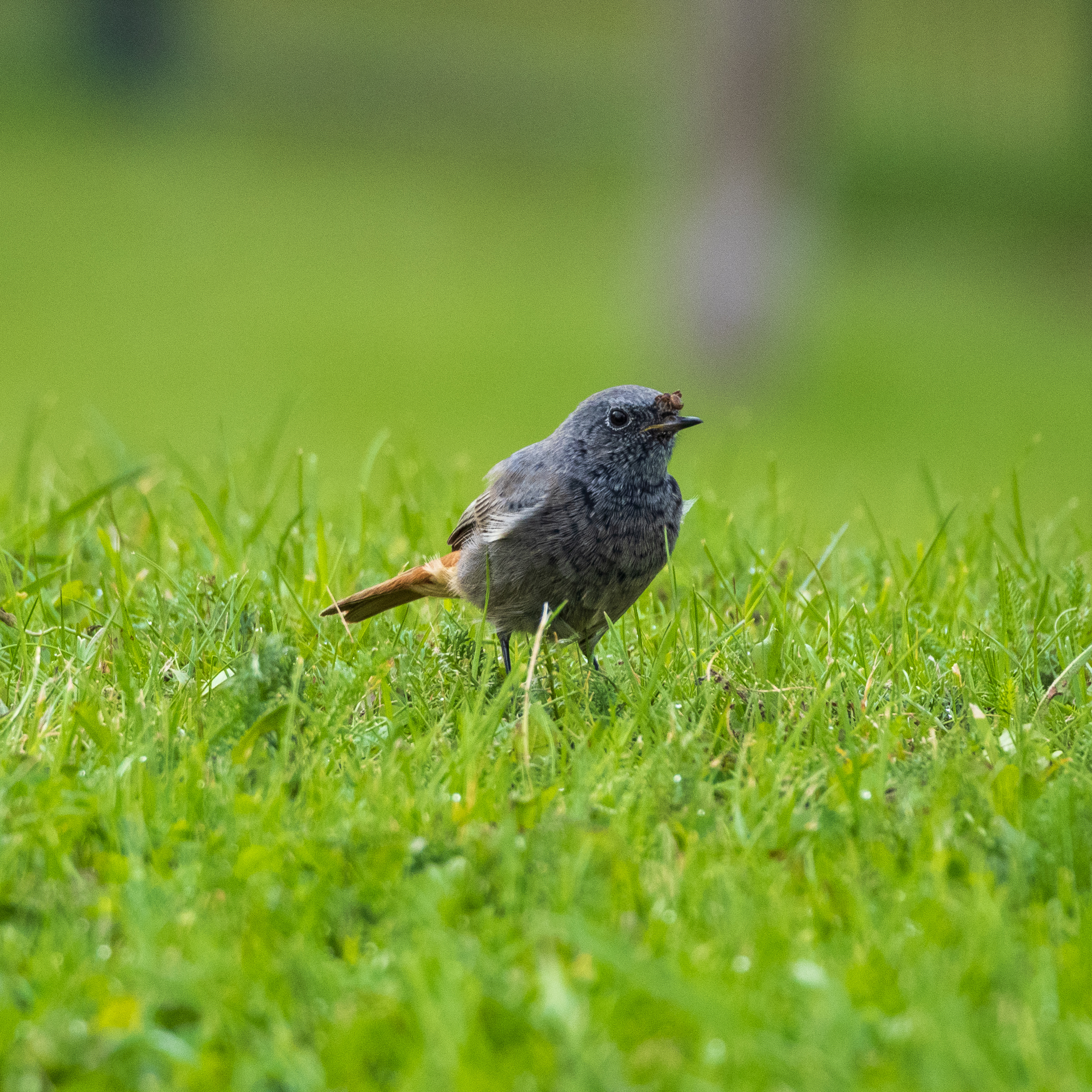 Black Redstart with a tiny spider - a prey that jumped the gun